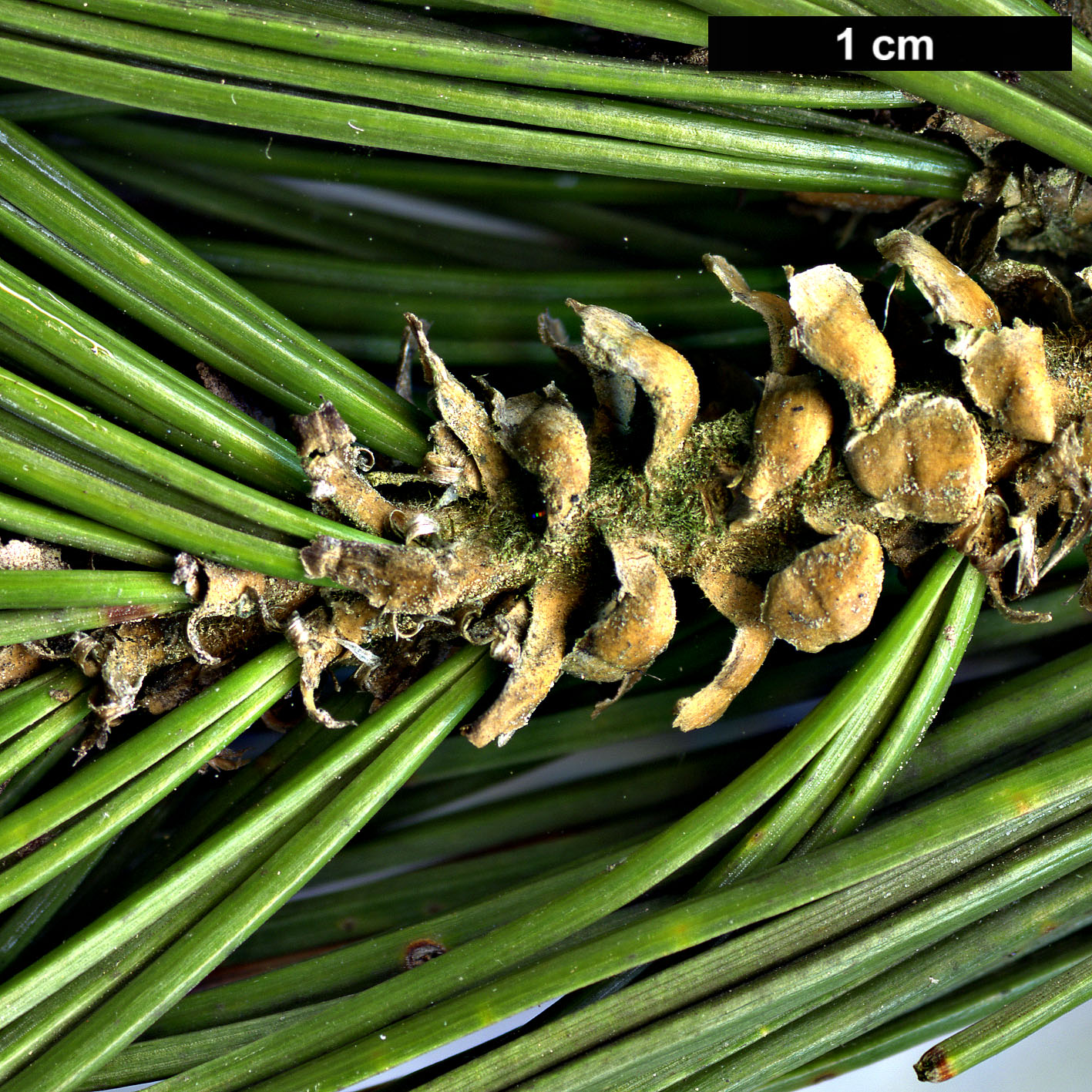 High resolution image: Family: Pinaceae - Genus: Pinus - Taxon: longaeva