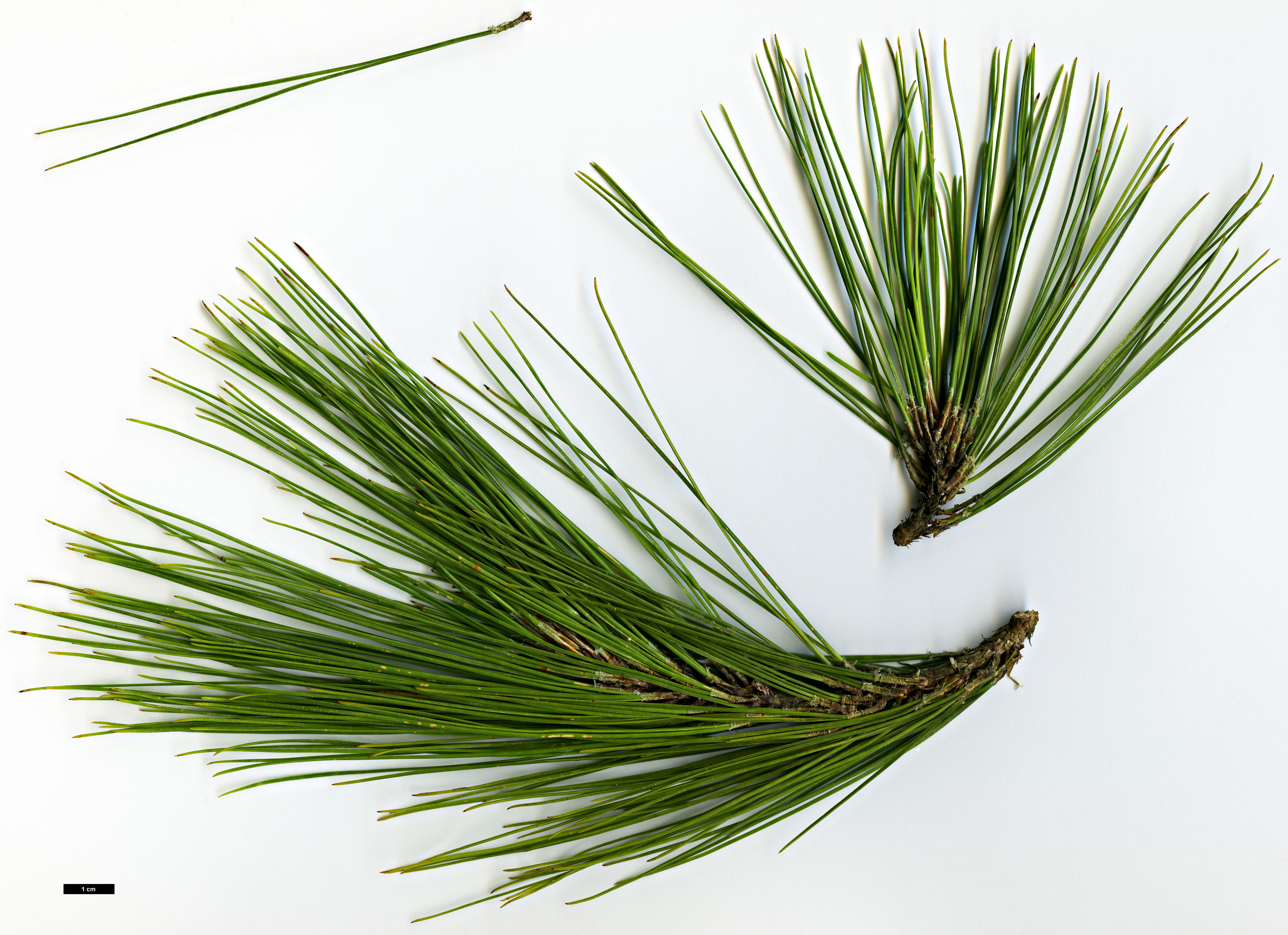 High resolution image: Family: Pinaceae - Genus: Pinus - Taxon: massoniana