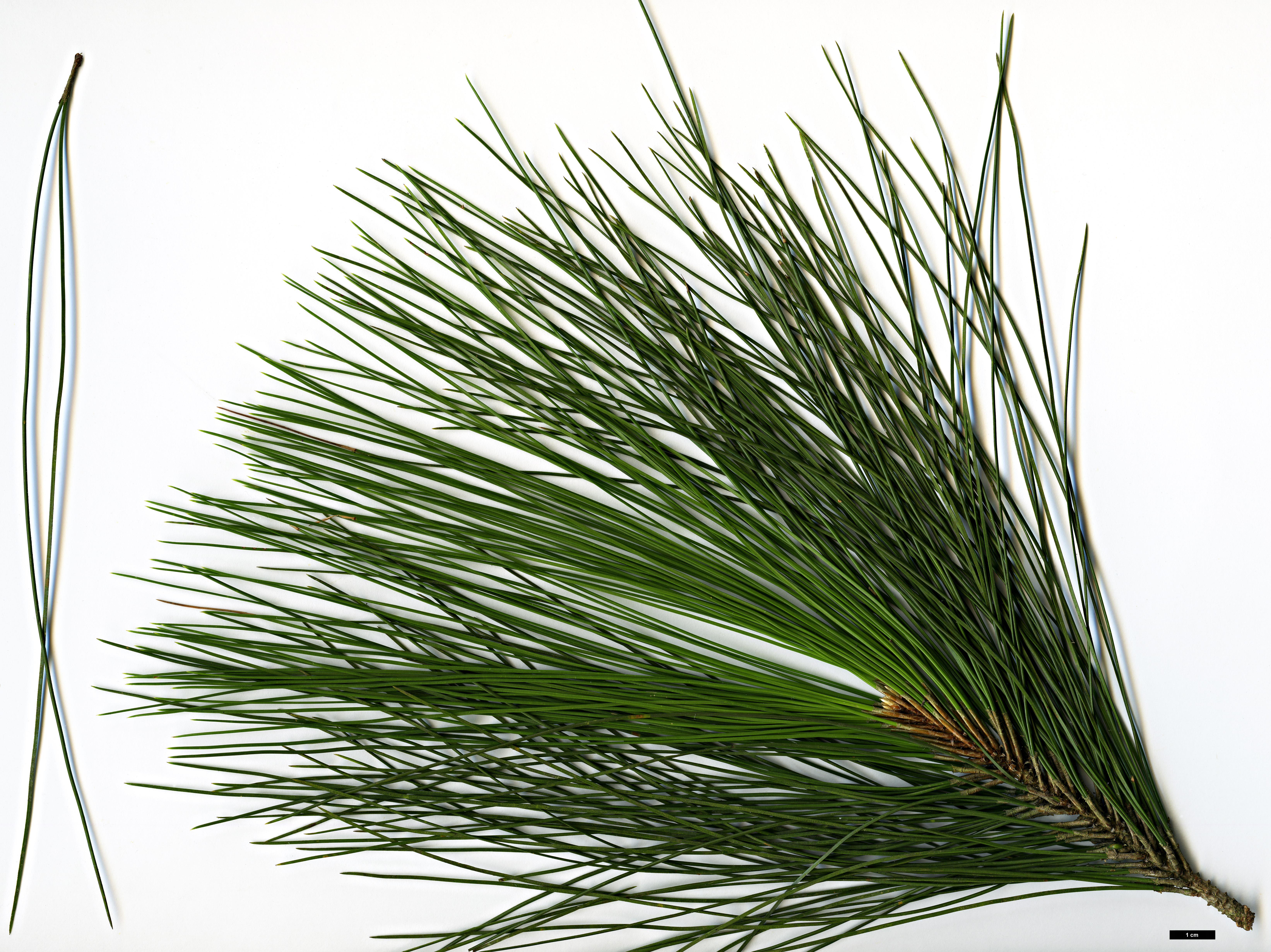 High resolution image: Family: Pinaceae - Genus: Pinus - Taxon: merkusii