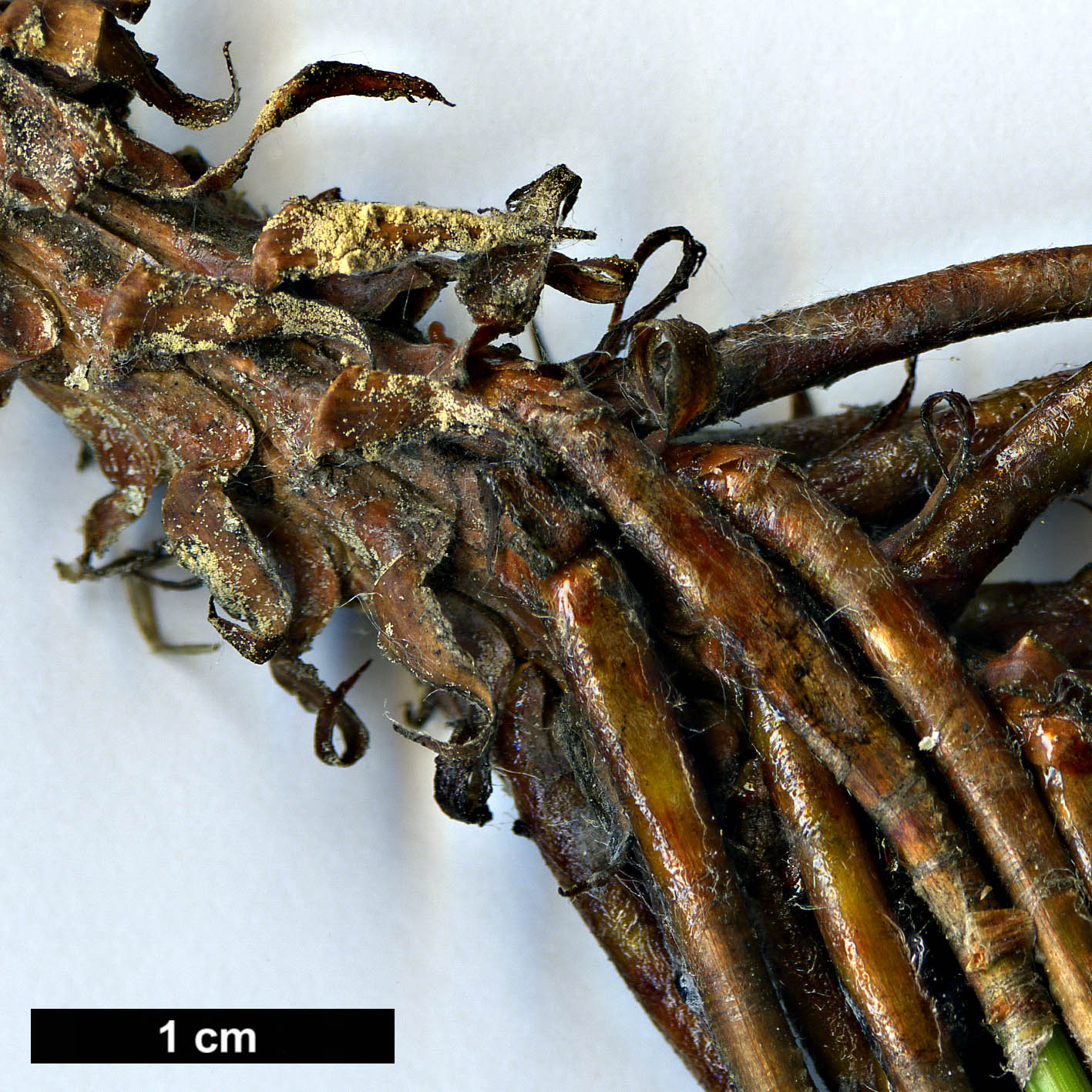 High resolution image: Family: Pinaceae - Genus: Pinus - Taxon: oocarpa