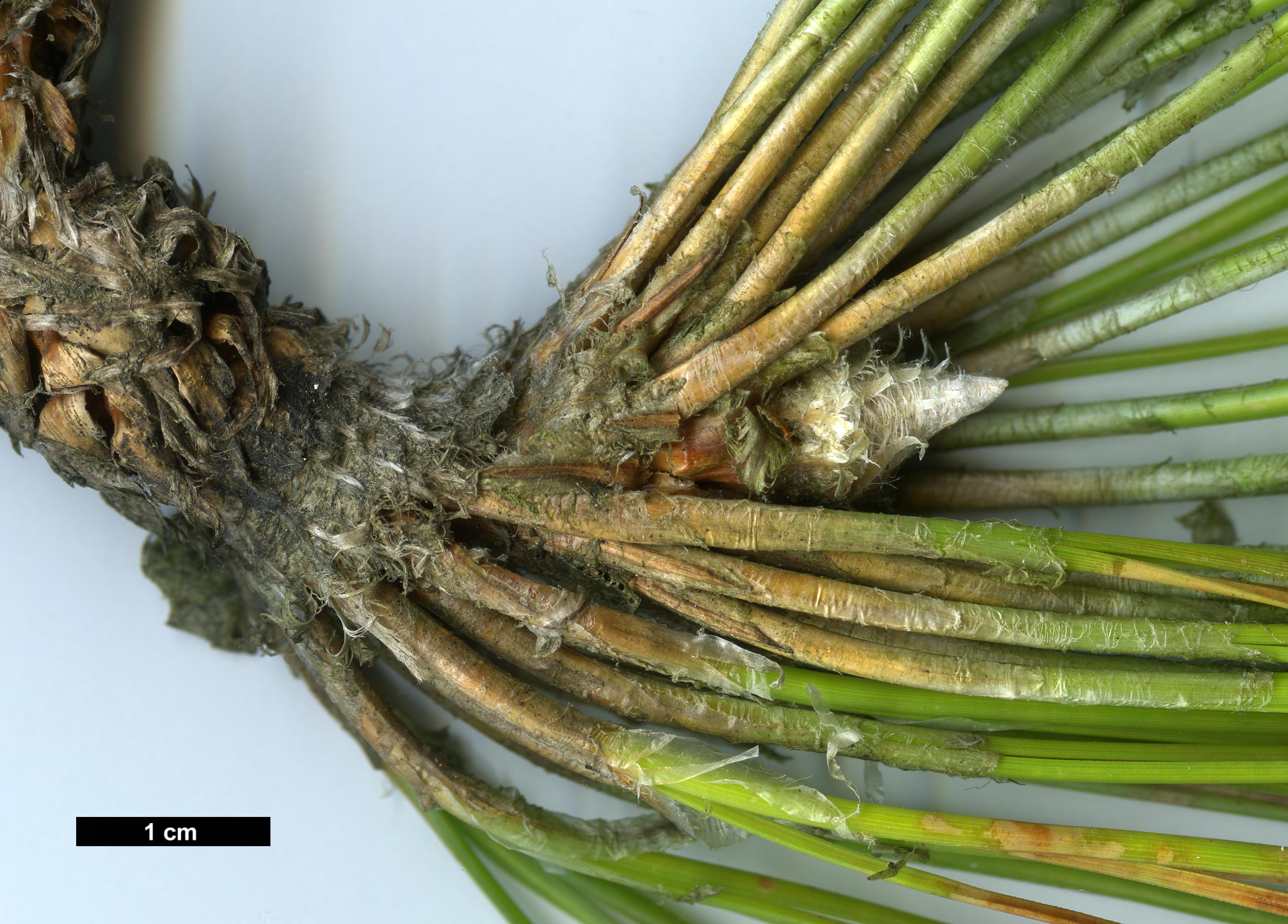 High resolution image: Family: Pinaceae - Genus: Pinus - Taxon: palustris