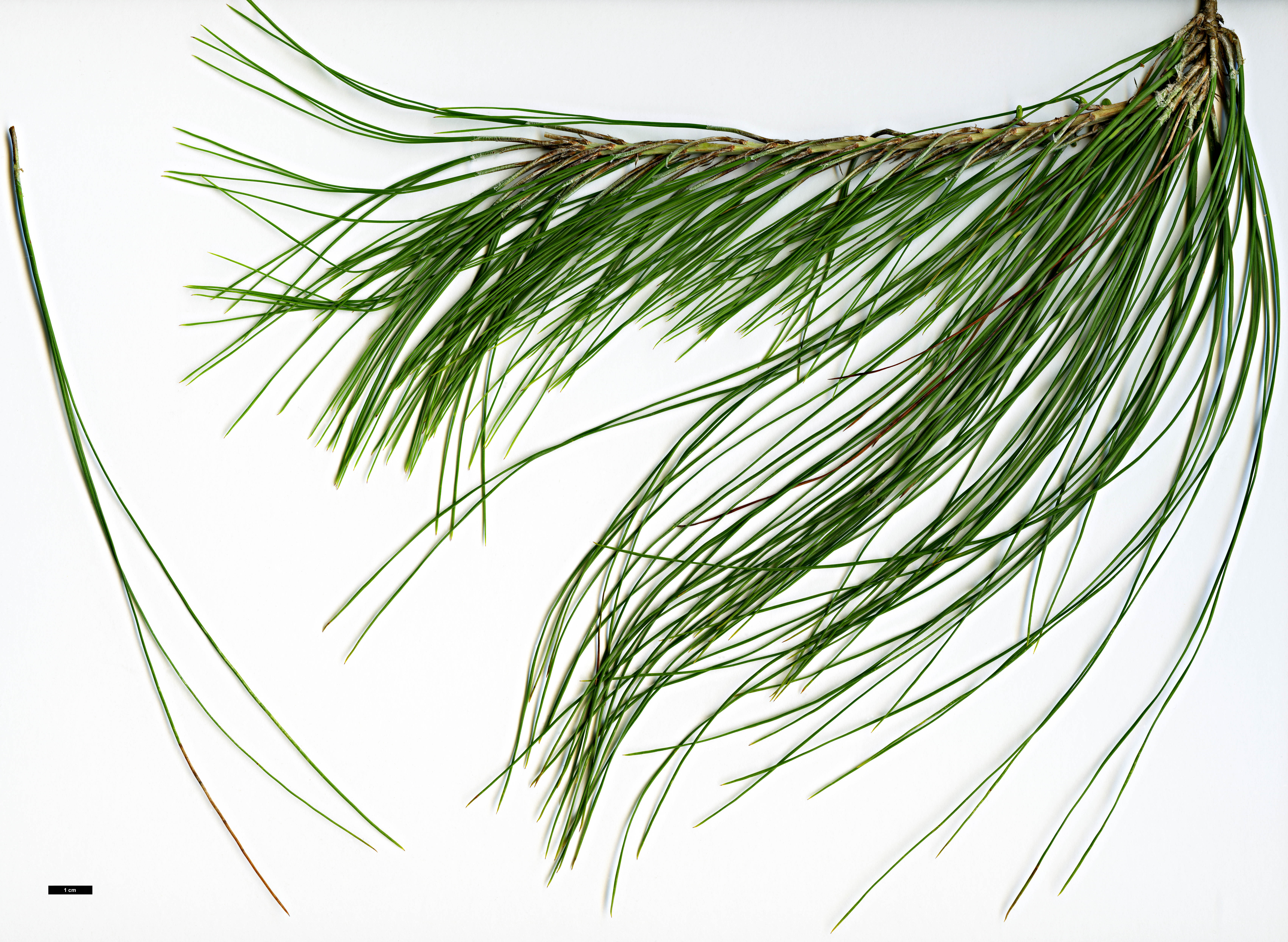 High resolution image: Family: Pinaceae - Genus: Pinus - Taxon: patula