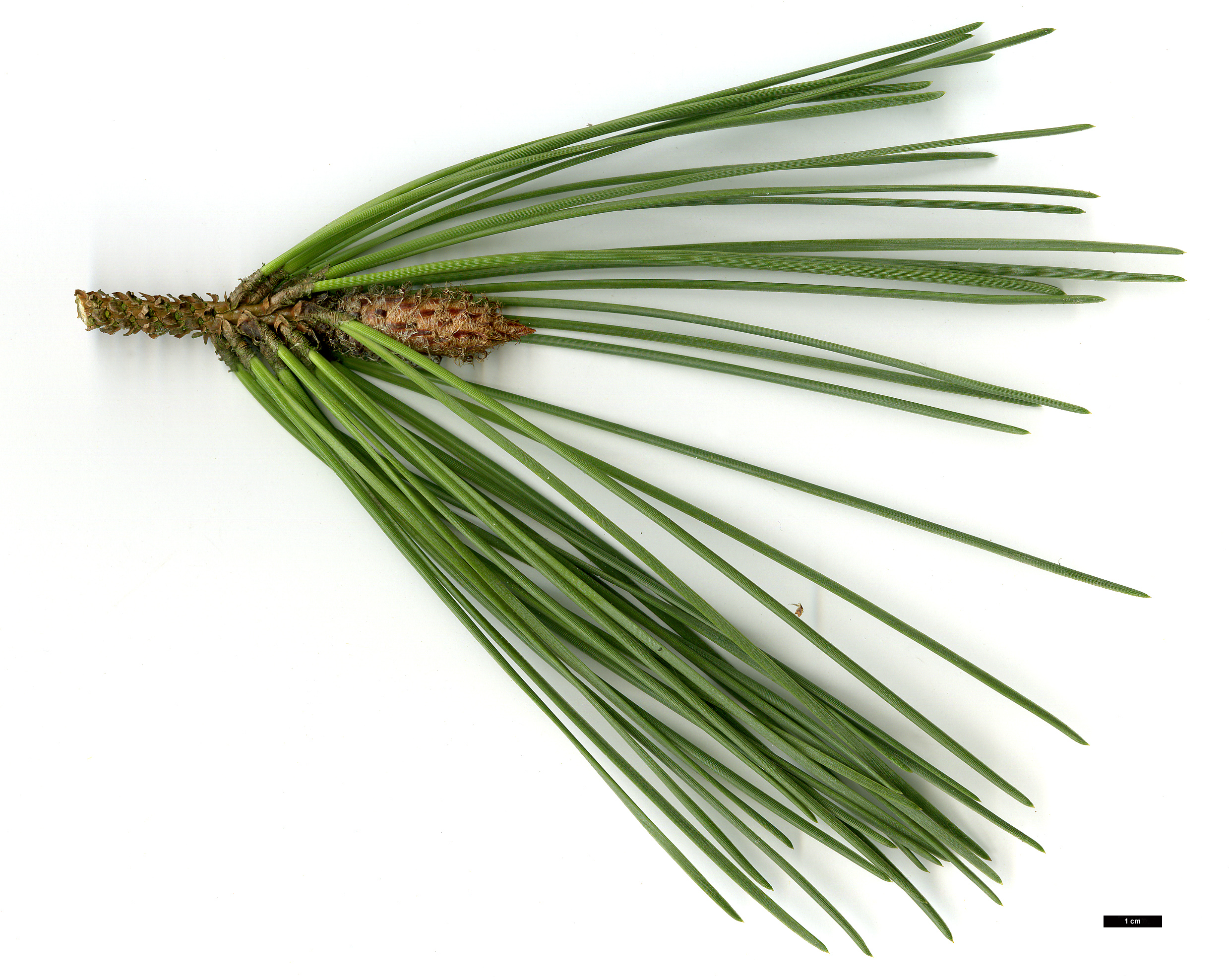 High resolution image: Family: Pinaceae - Genus: Pinus - Taxon: pinaster