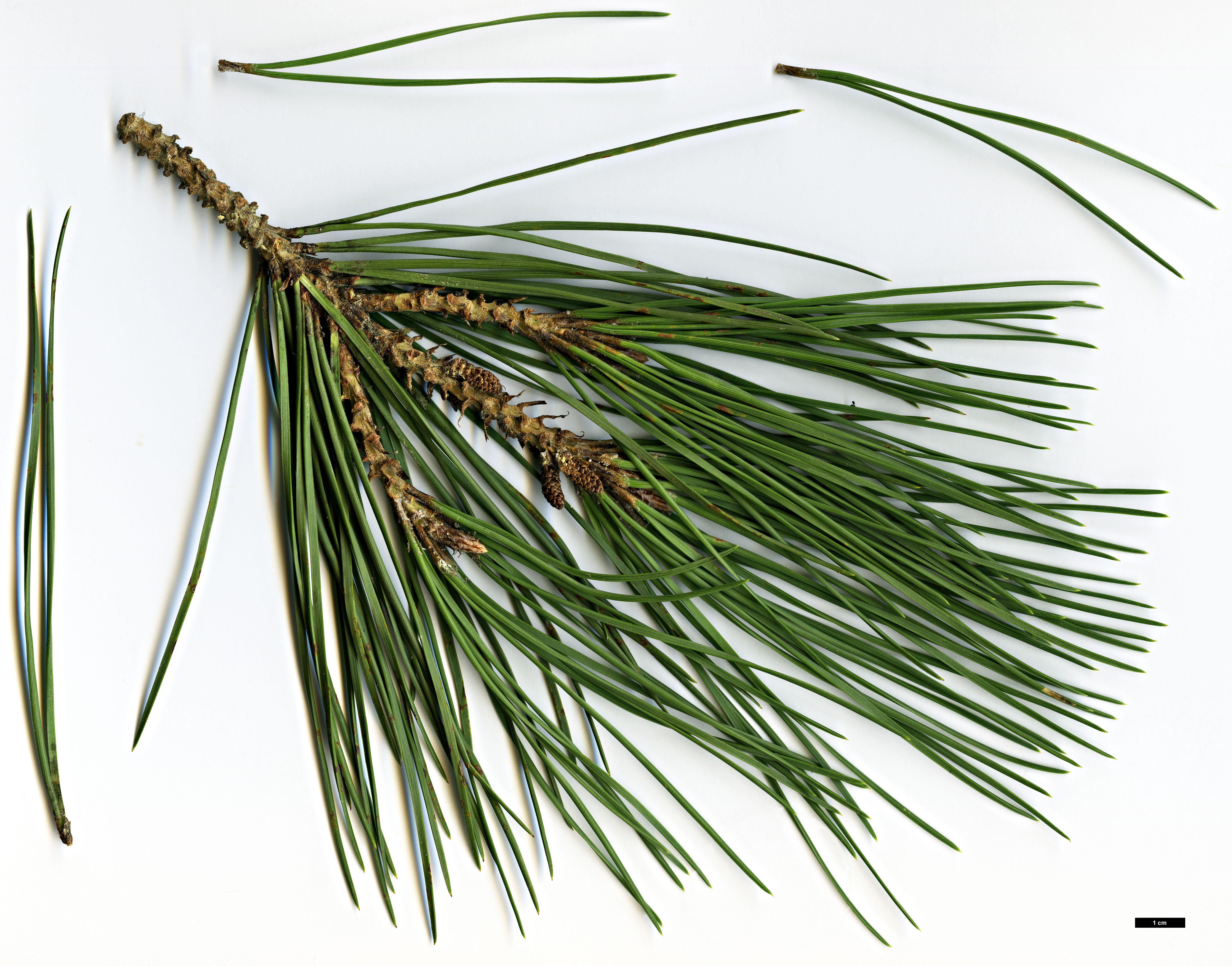 High resolution image: Family: Pinaceae - Genus: Pinus - Taxon: pinea