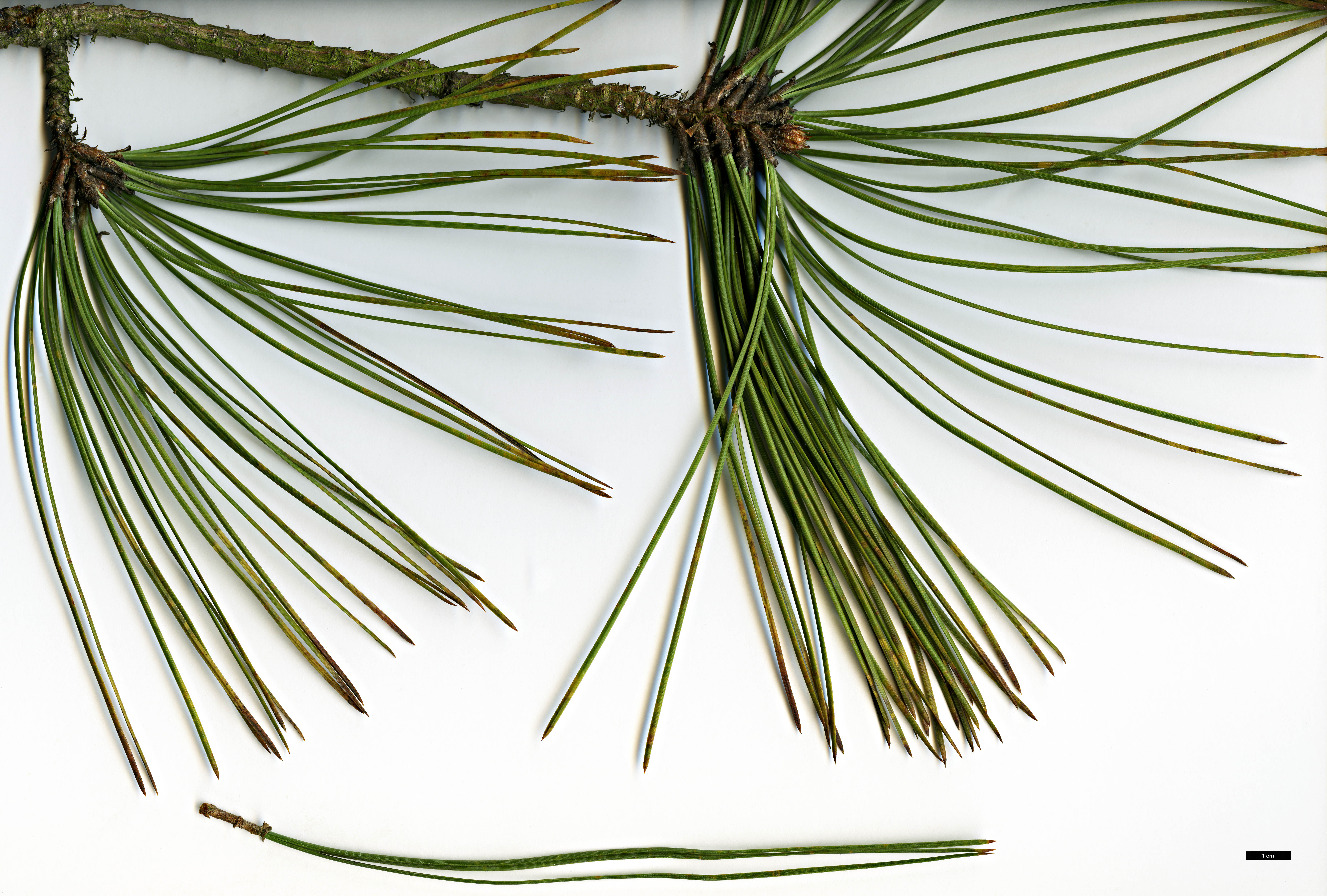 High resolution image: Family: Pinaceae - Genus: Pinus - Taxon: ponderosa