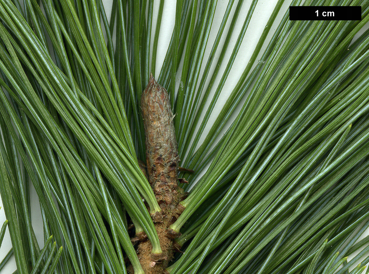 High resolution image: Family: Pinaceae - Genus: Pinus - Taxon: pumila - SpeciesSub: 'Glauca'