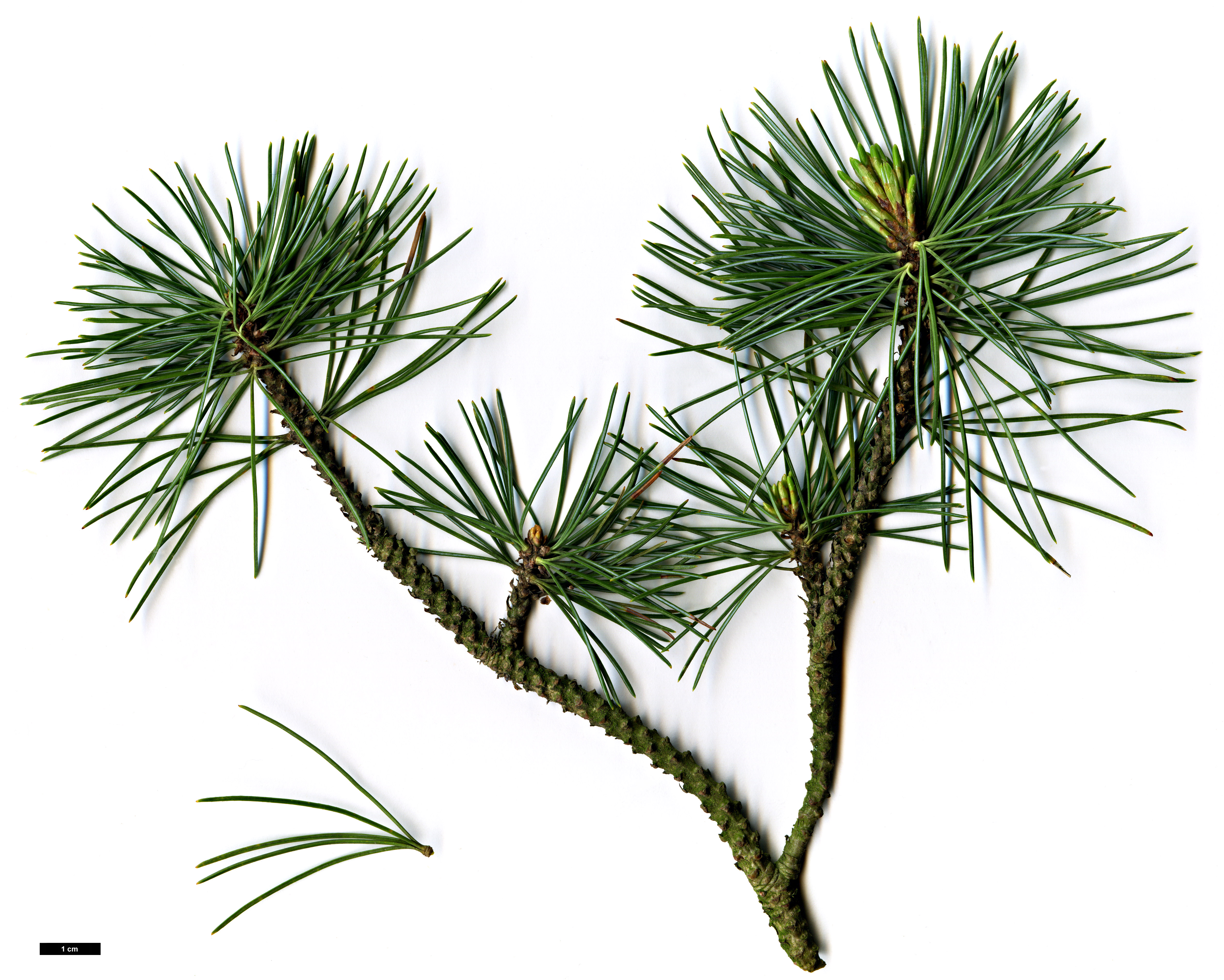 High resolution image: Family: Pinaceae - Genus: Pinus - Taxon: pumila