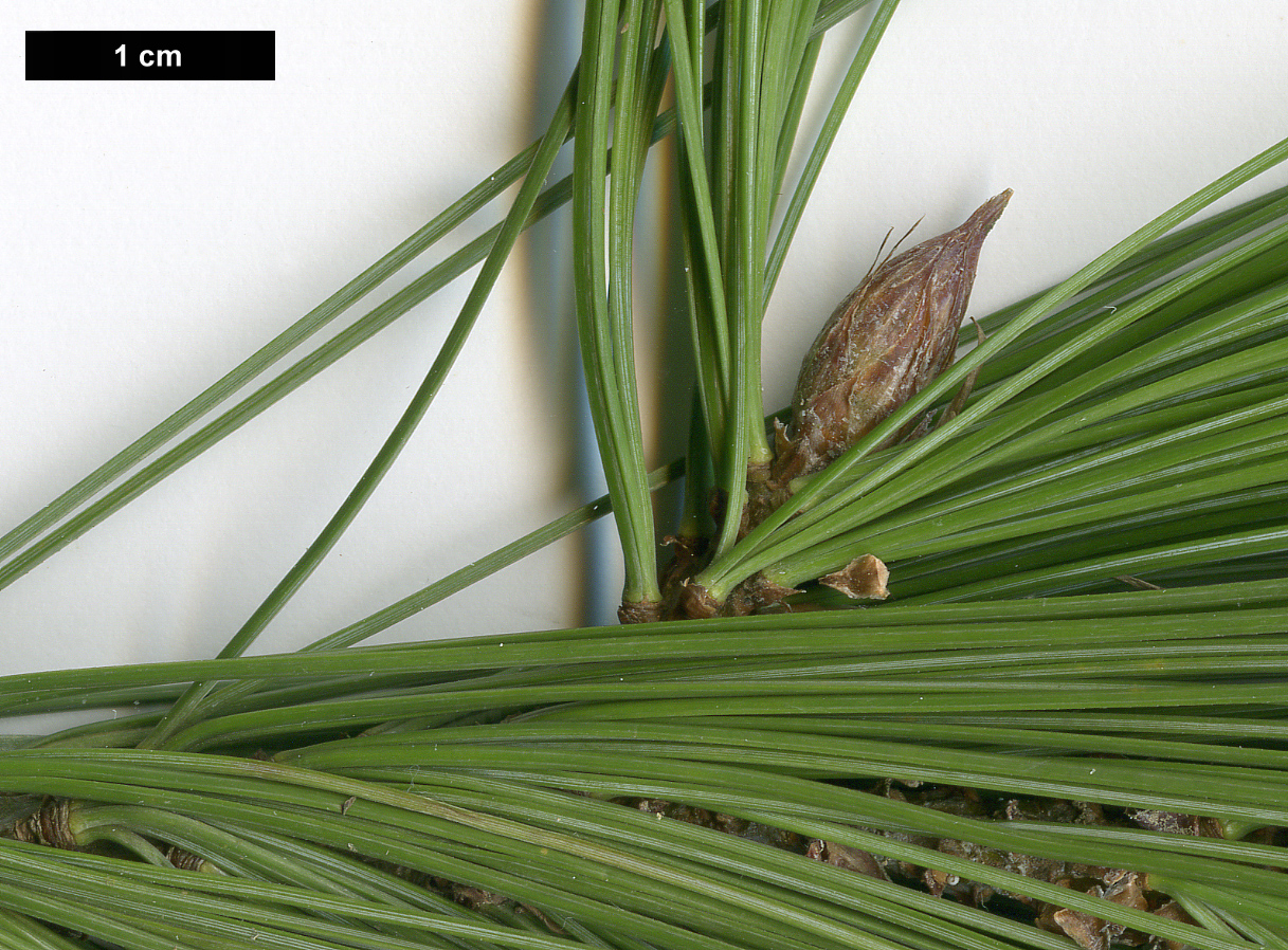 High resolution image: Family: Pinaceae - Genus: Pinus - Taxon: reflexa