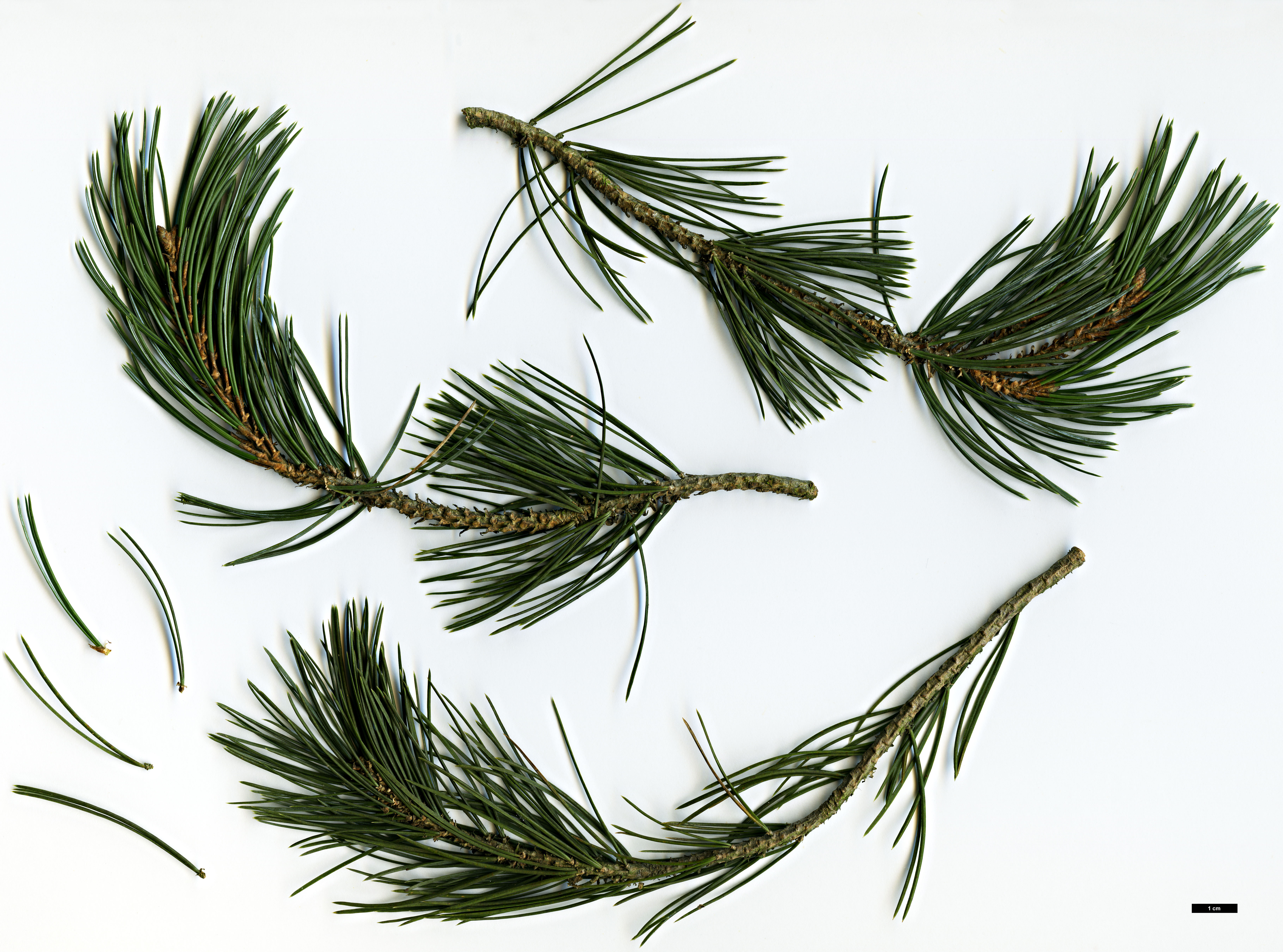 High resolution image: Family: Pinaceae - Genus: Pinus - Taxon: remota