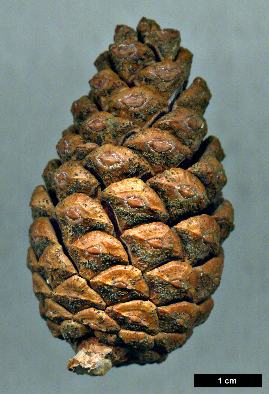 High resolution image: Family: Pinaceae - Genus: Pinus - Taxon: resinosa