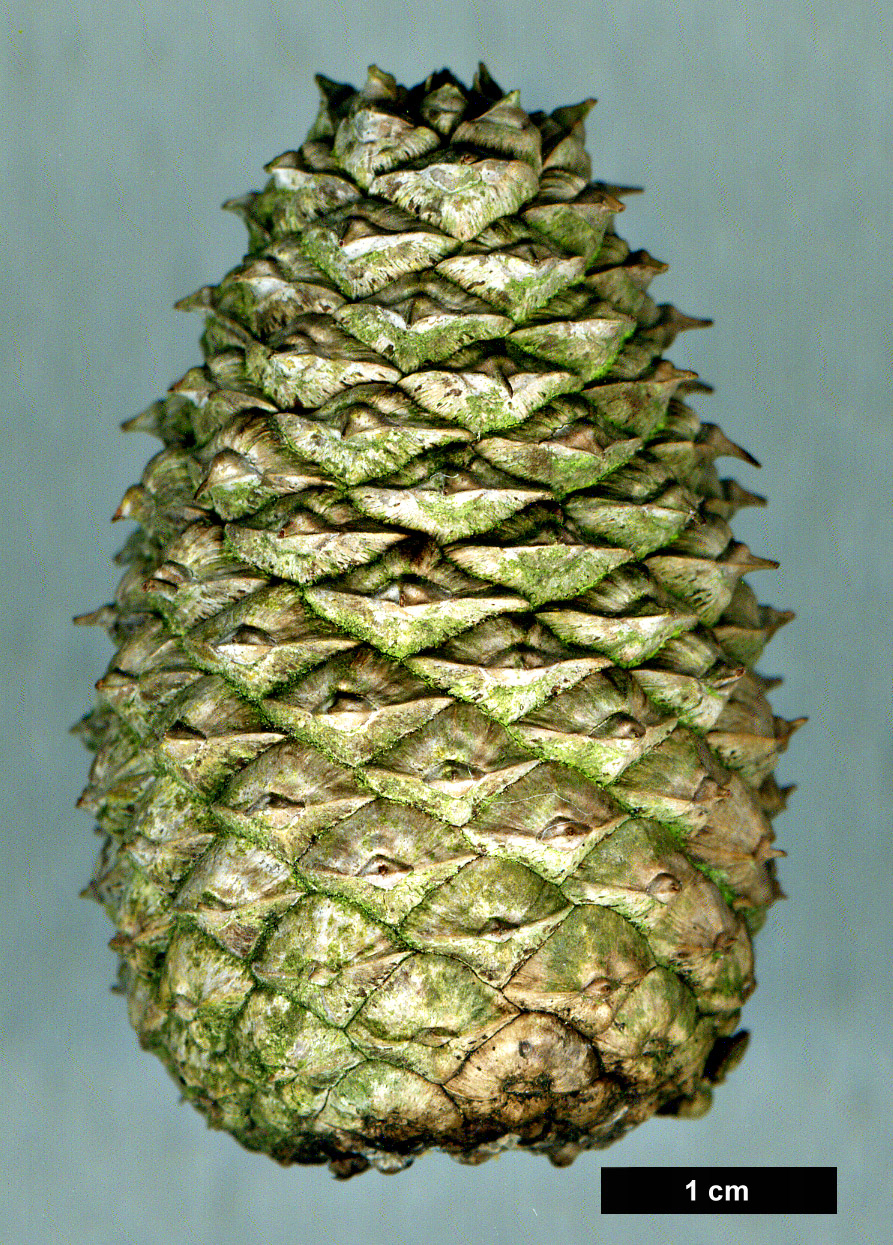 High resolution image: Family: Pinaceae - Genus: Pinus - Taxon: rigida