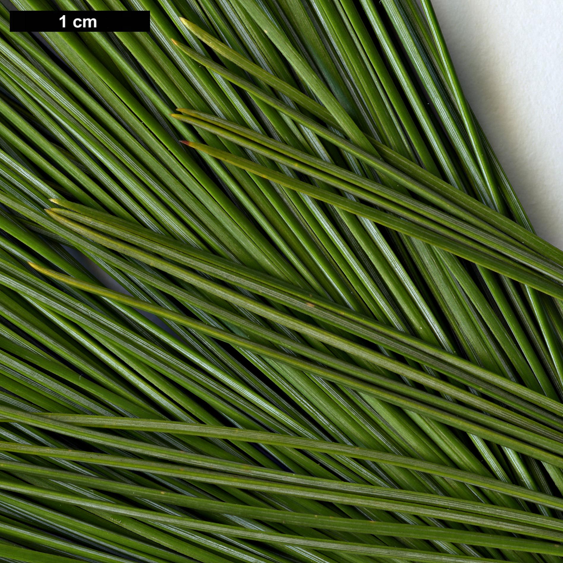 High resolution image: Family: Pinaceae - Genus: Pinus - Taxon: strobiformis