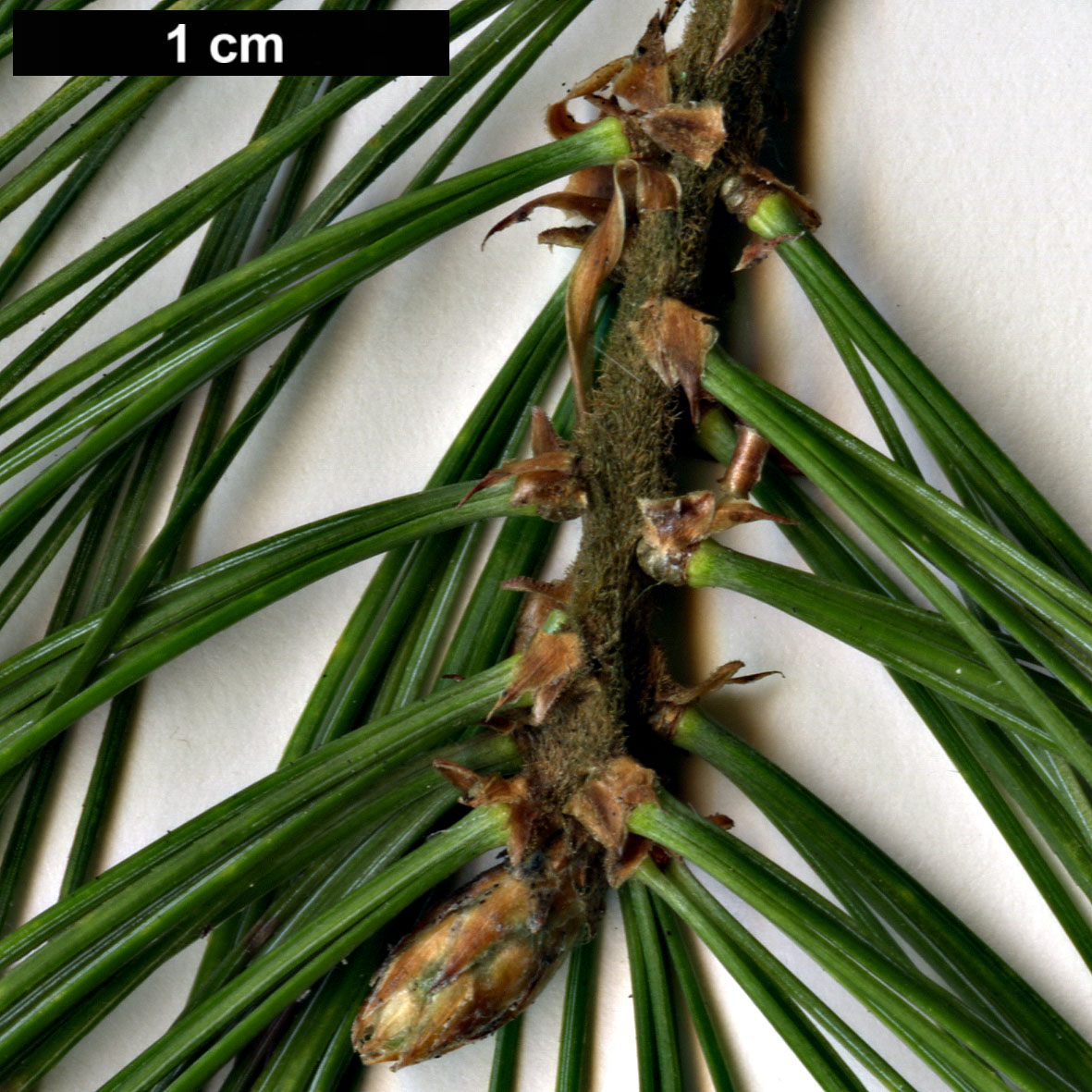 High resolution image: Family: Pinaceae - Genus: Pinus - Taxon: strobus - SpeciesSub: 'Pendula'