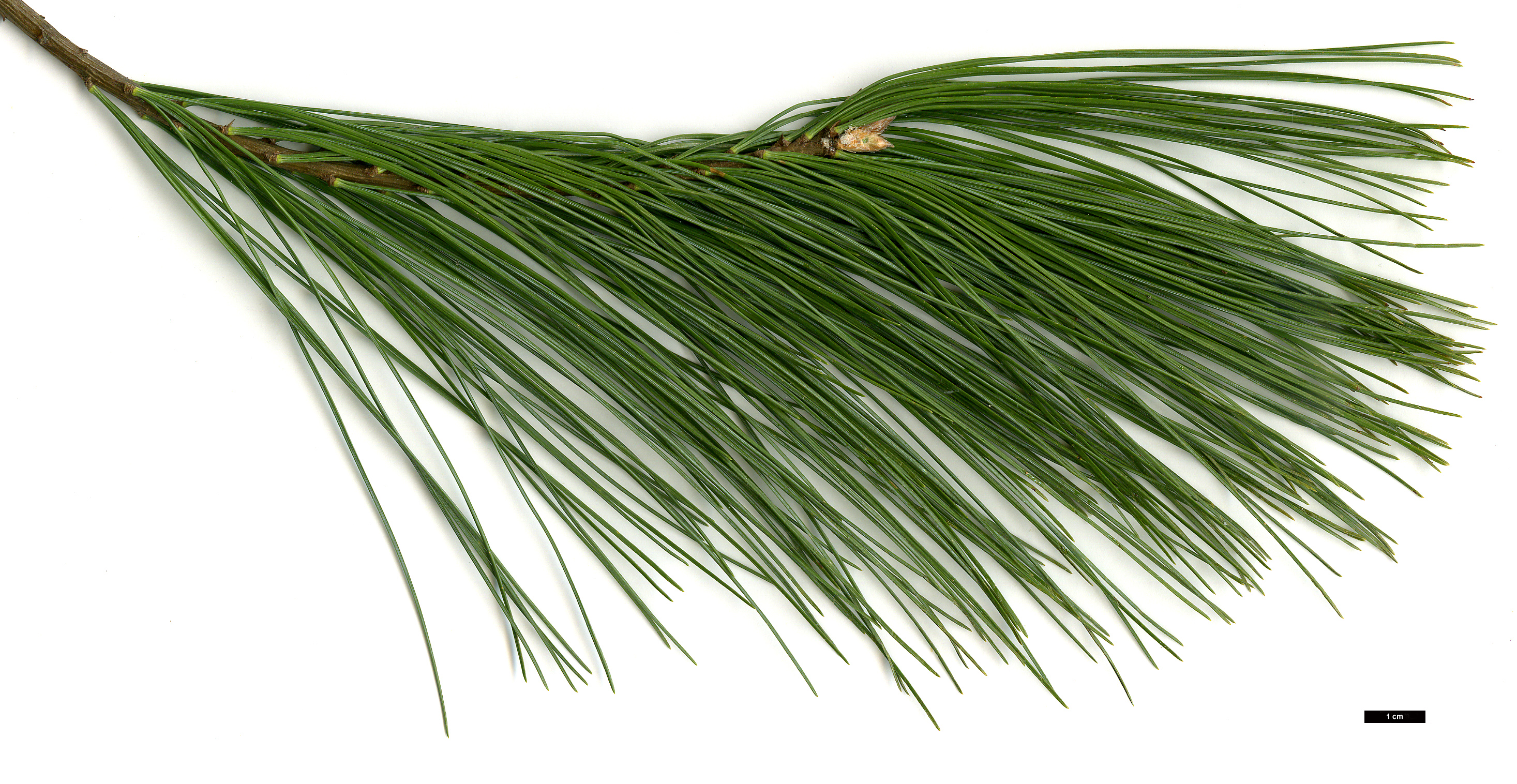 High resolution image: Family: Pinaceae - Genus: Pinus - Taxon: strobus
