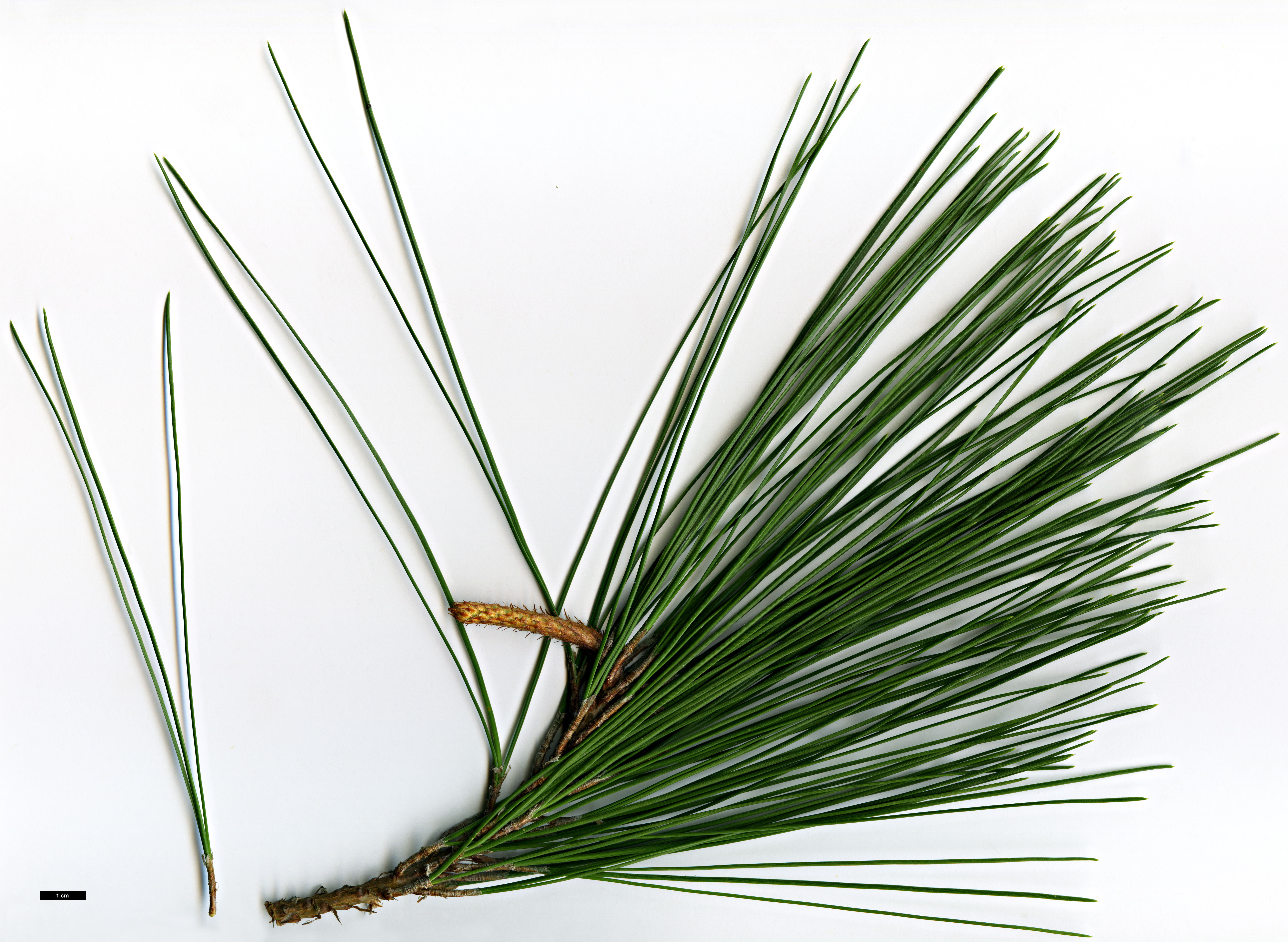 High resolution image: Family: Pinaceae - Genus: Pinus - Taxon: teocote