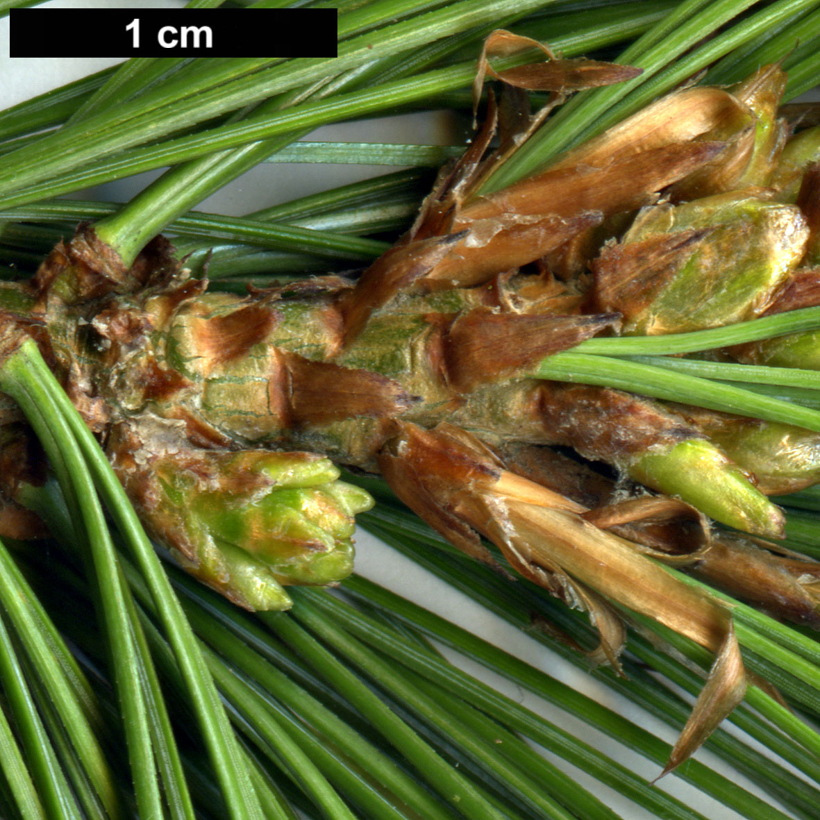 High resolution image: Family: Pinaceae - Genus: Pinus - Taxon: wallichiana
