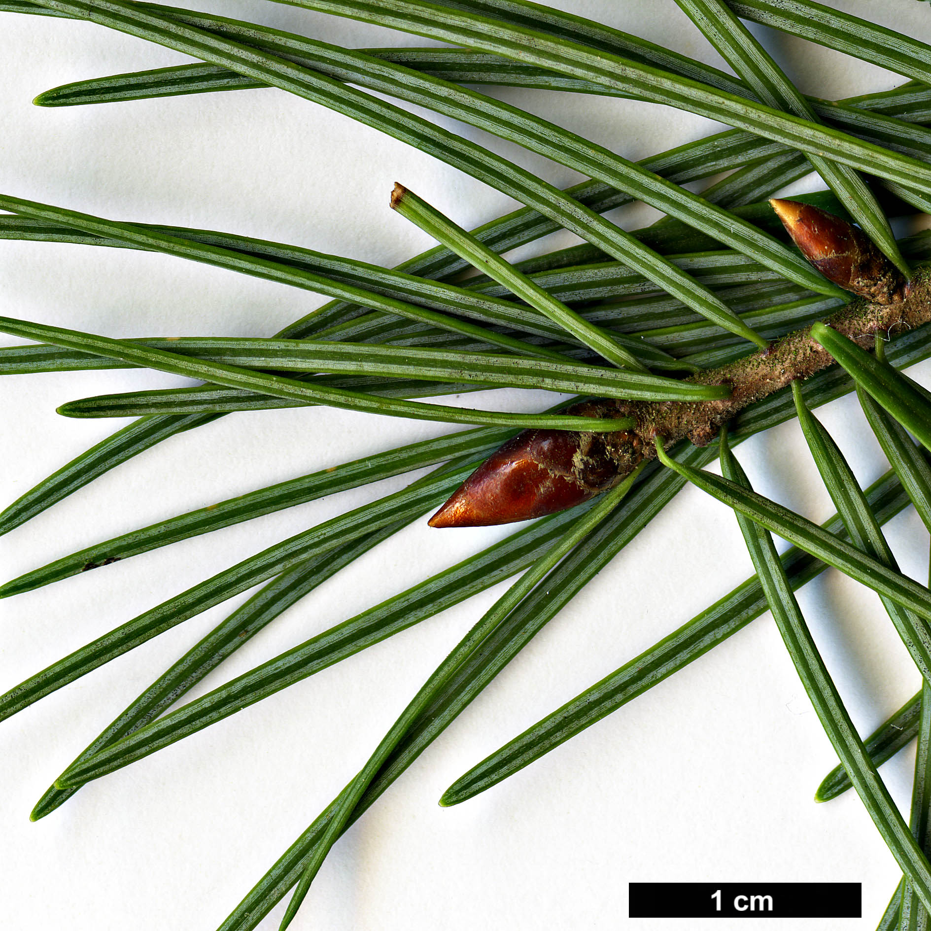 High resolution image: Family: Pinaceae - Genus: Pseudotsuga - Taxon: macrocarpa