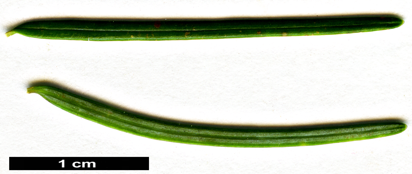 High resolution image: Family: Pinaceae - Genus: Pseudotsuga - Taxon: menziesii