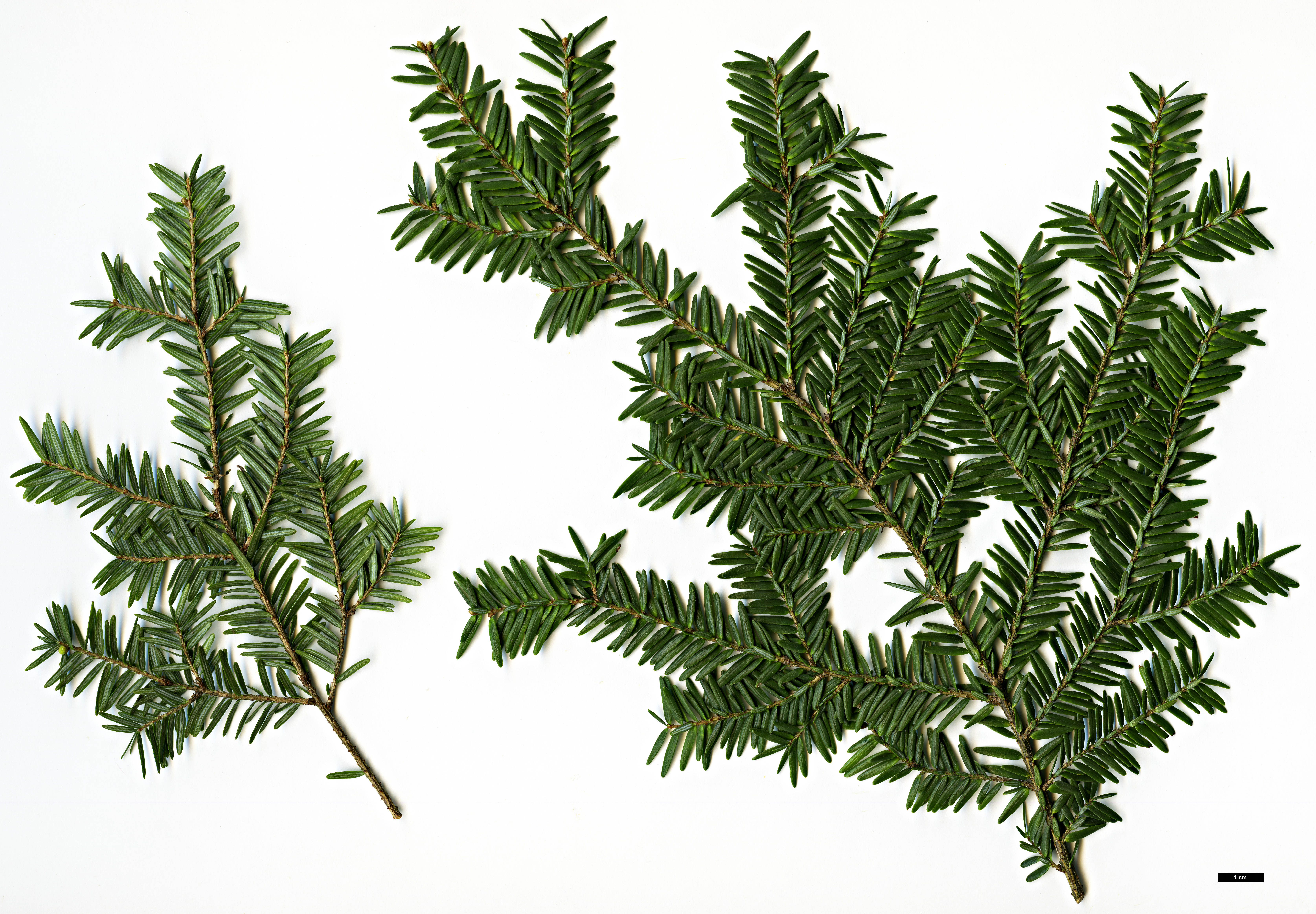 High resolution image: Family: Pinaceae - Genus: Tsuga - Taxon: canadensis - SpeciesSub: 'Compacta'
