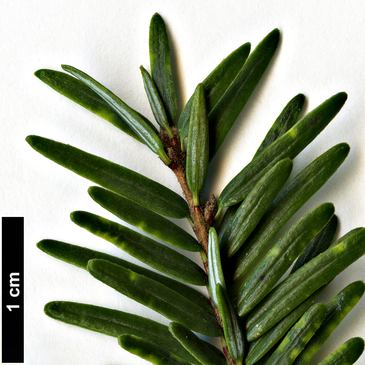 High resolution image: Family: Pinaceae - Genus: Tsuga - Taxon: canadensis