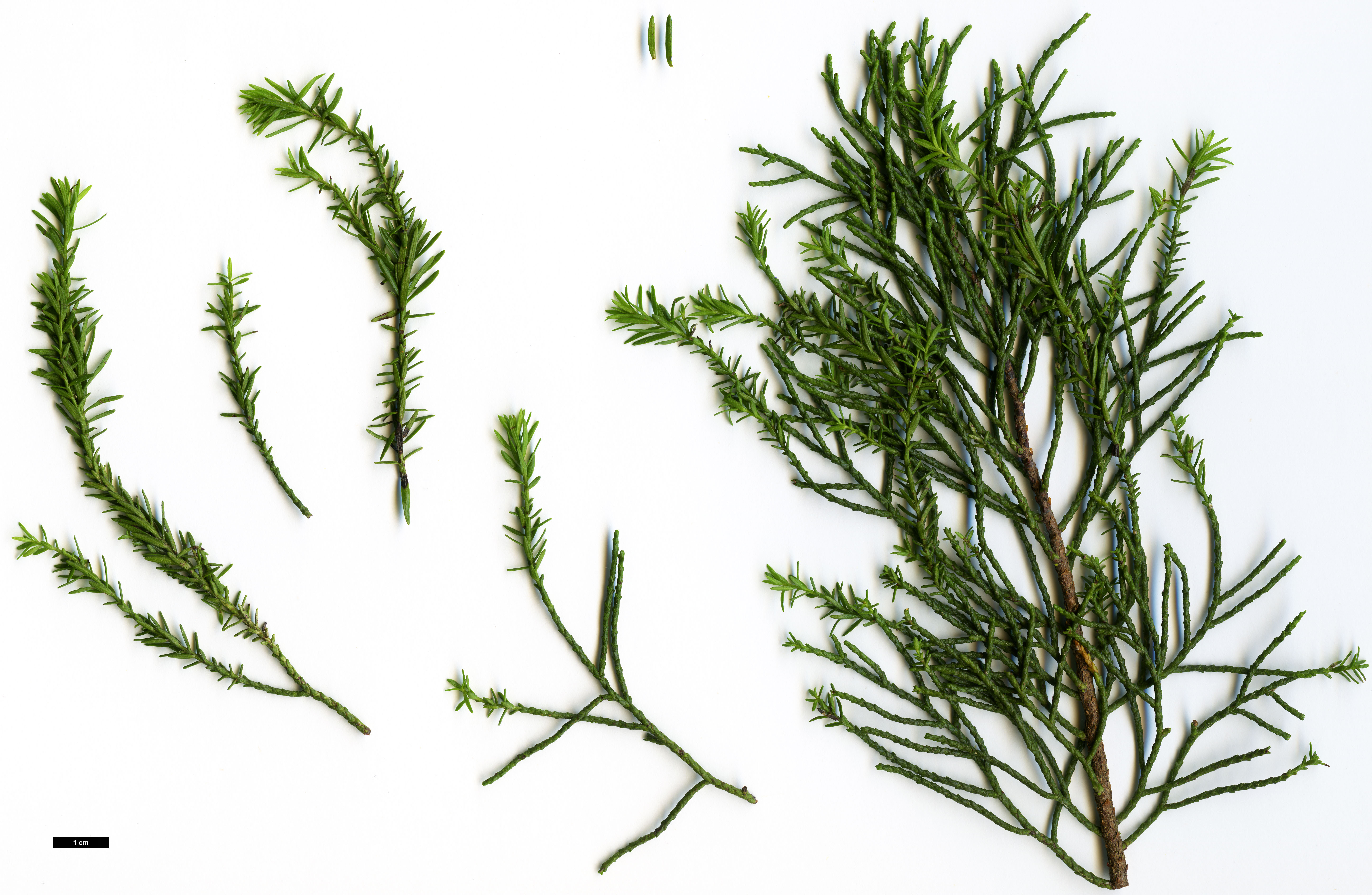High resolution image: Family: Podocarpaceae - Genus: Halocarpus - Taxon: bidwillii