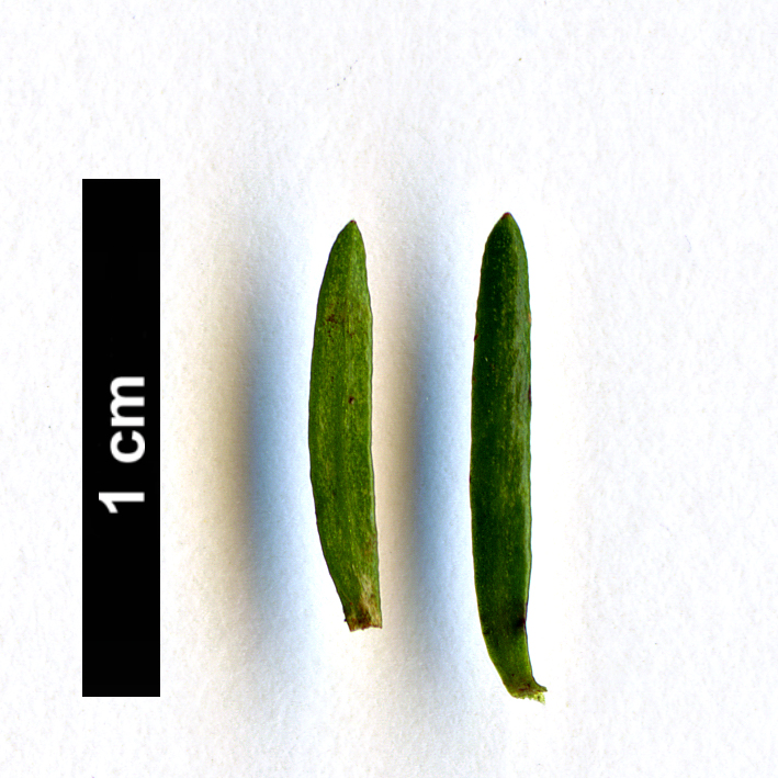 High resolution image: Family: Podocarpaceae - Genus: Halocarpus - Taxon: bidwillii
