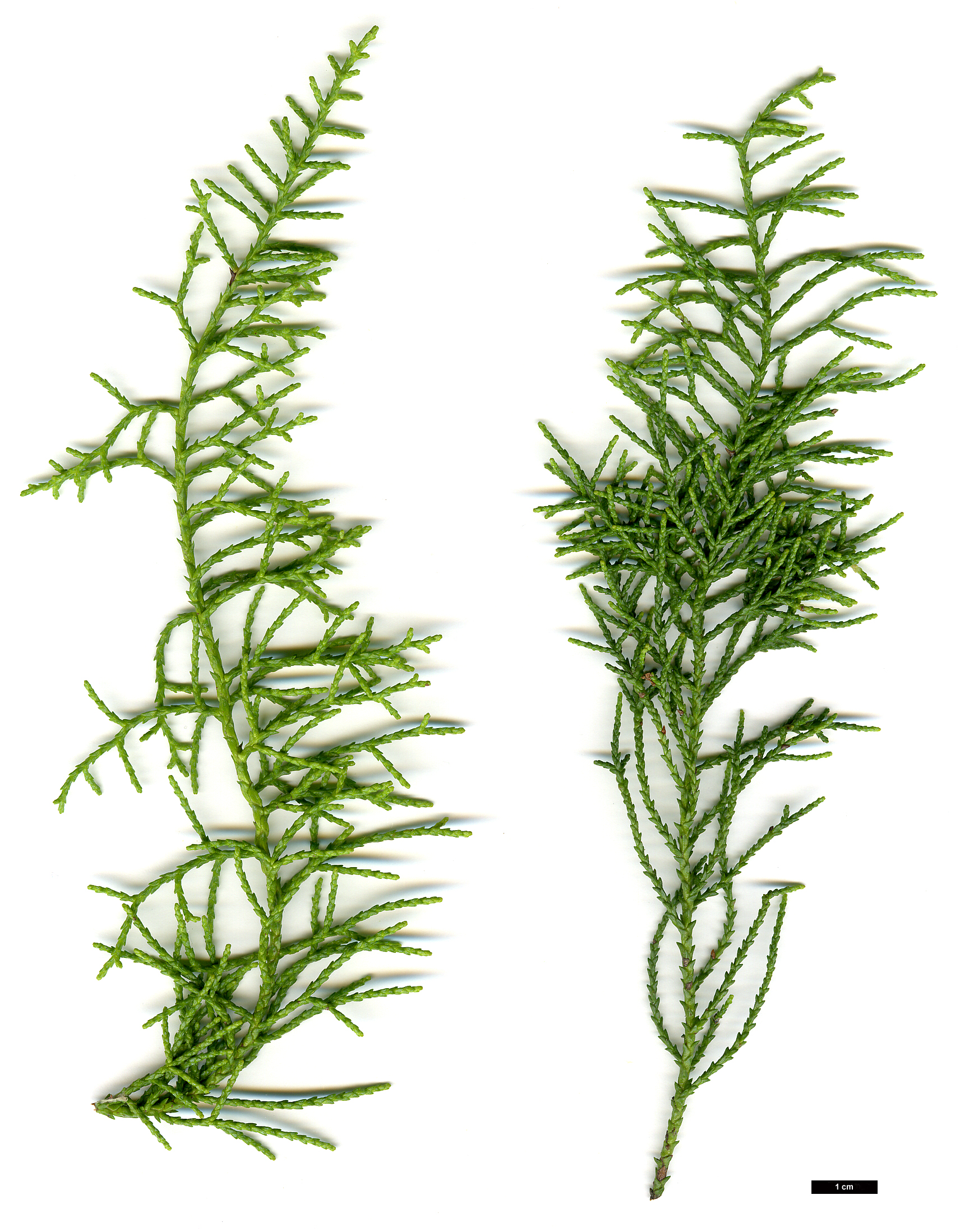High resolution image: Family: Podocarpaceae - Genus: Lagarostrobos - Taxon: franklinii