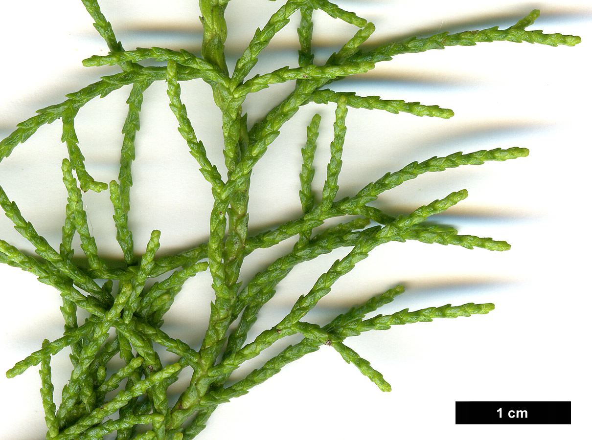 High resolution image: Family: Podocarpaceae - Genus: Lagarostrobos - Taxon: franklinii