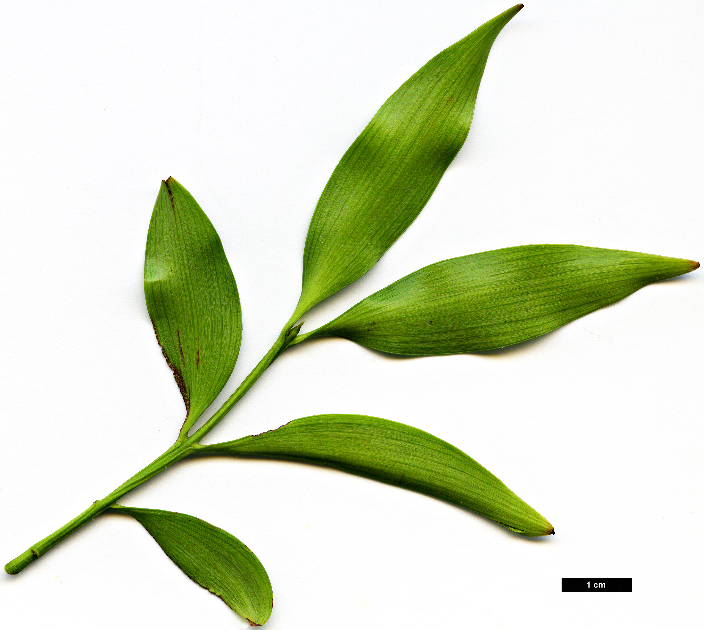 High resolution image: Family: Podocarpaceae - Genus: Nageia - Taxon: nagi