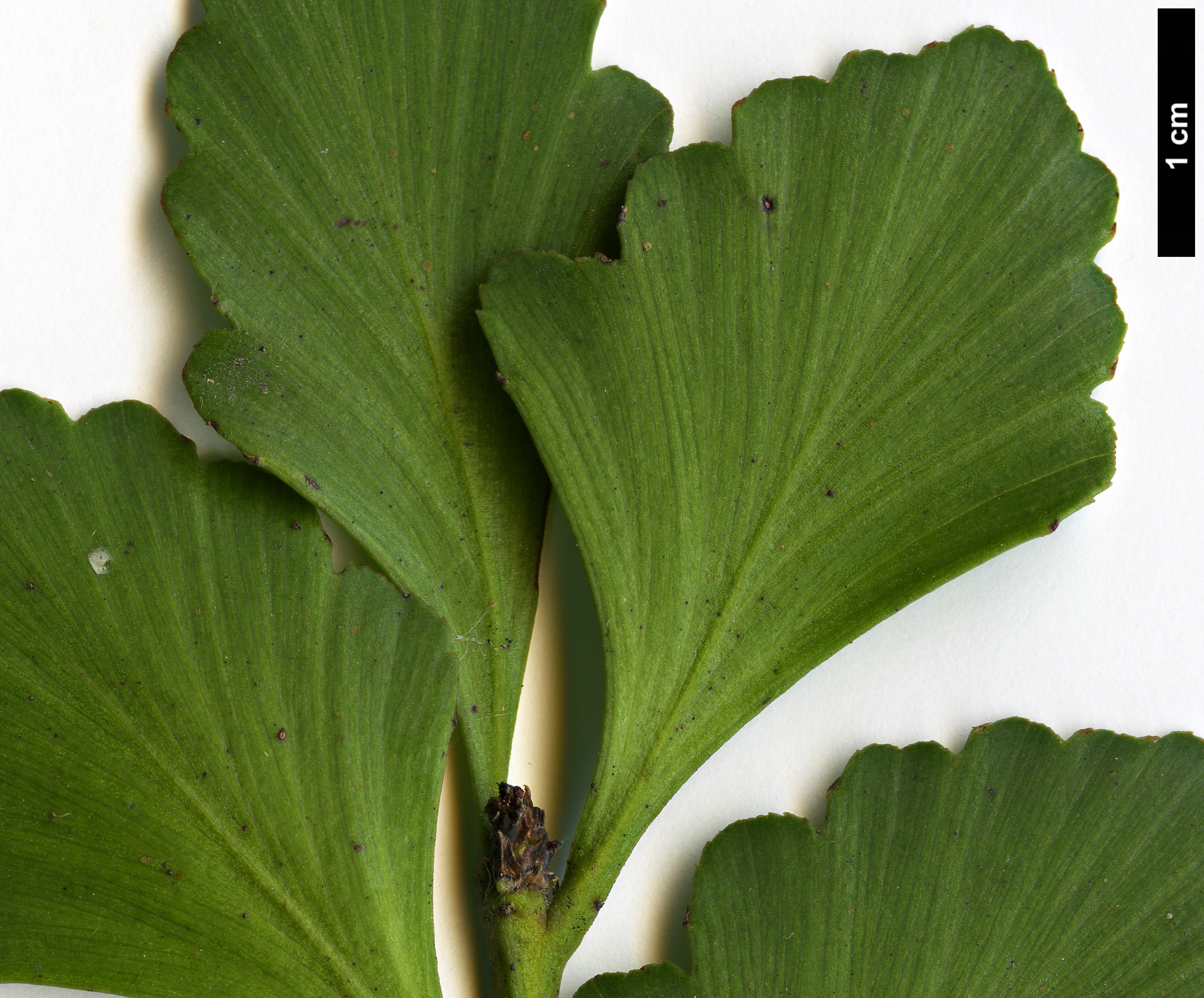 High resolution image: Family: Podocarpaceae - Genus: Phyllocladus - Taxon: toatoa
