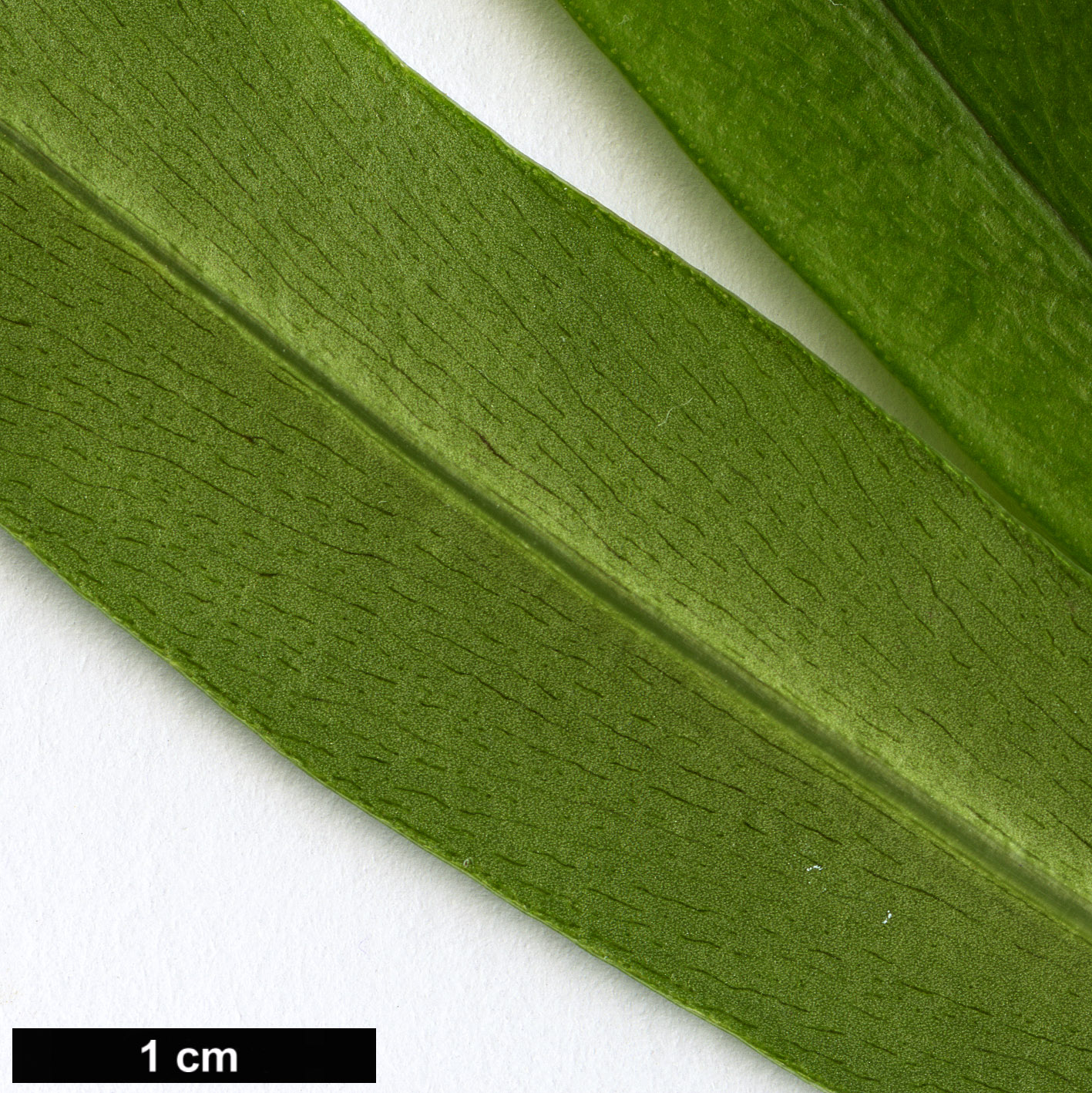 High resolution image: Family: Primulaceae - Genus: Myrsine - Taxon: salicina
