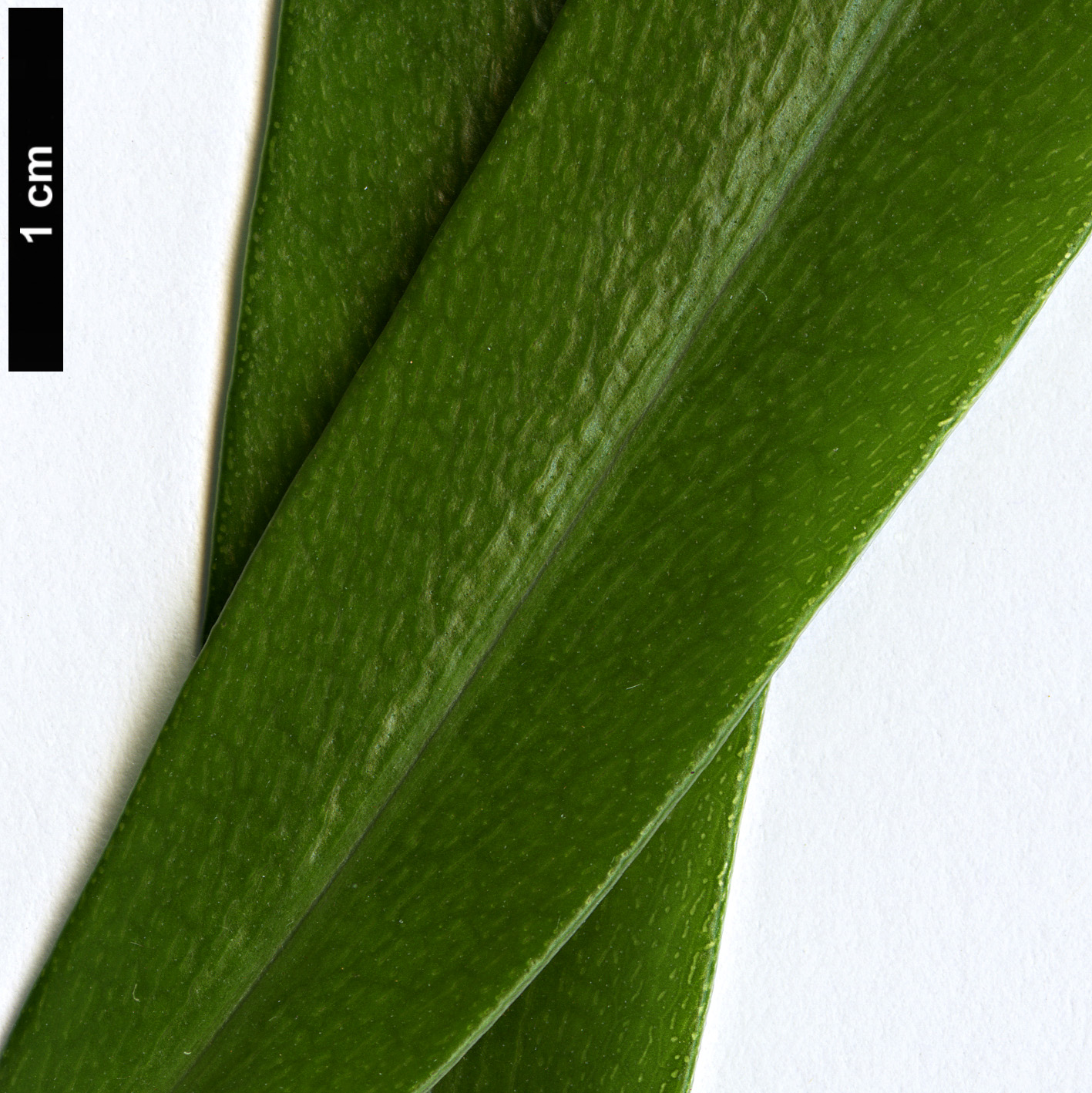 High resolution image: Family: Primulaceae - Genus: Myrsine - Taxon: salicina