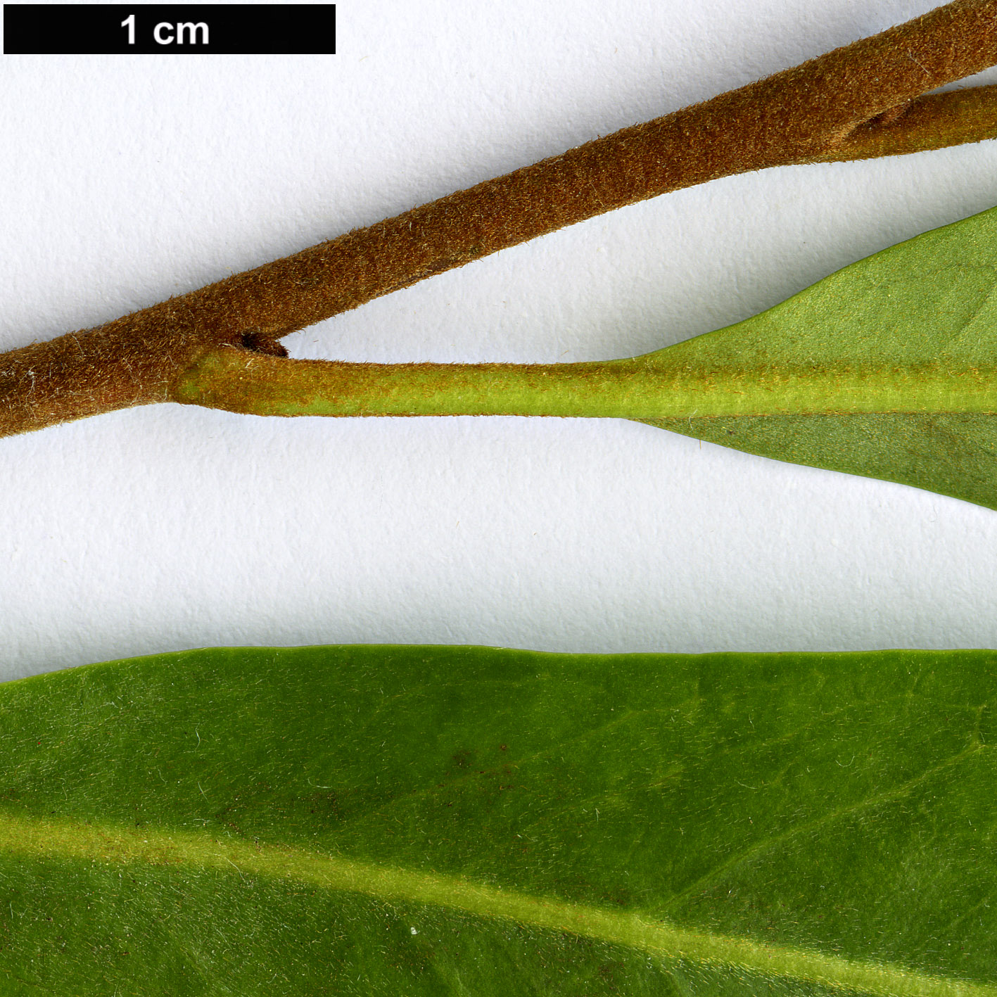 High resolution image: Family: Proteaceae - Genus: Buckinghamia - Taxon: celcissima
