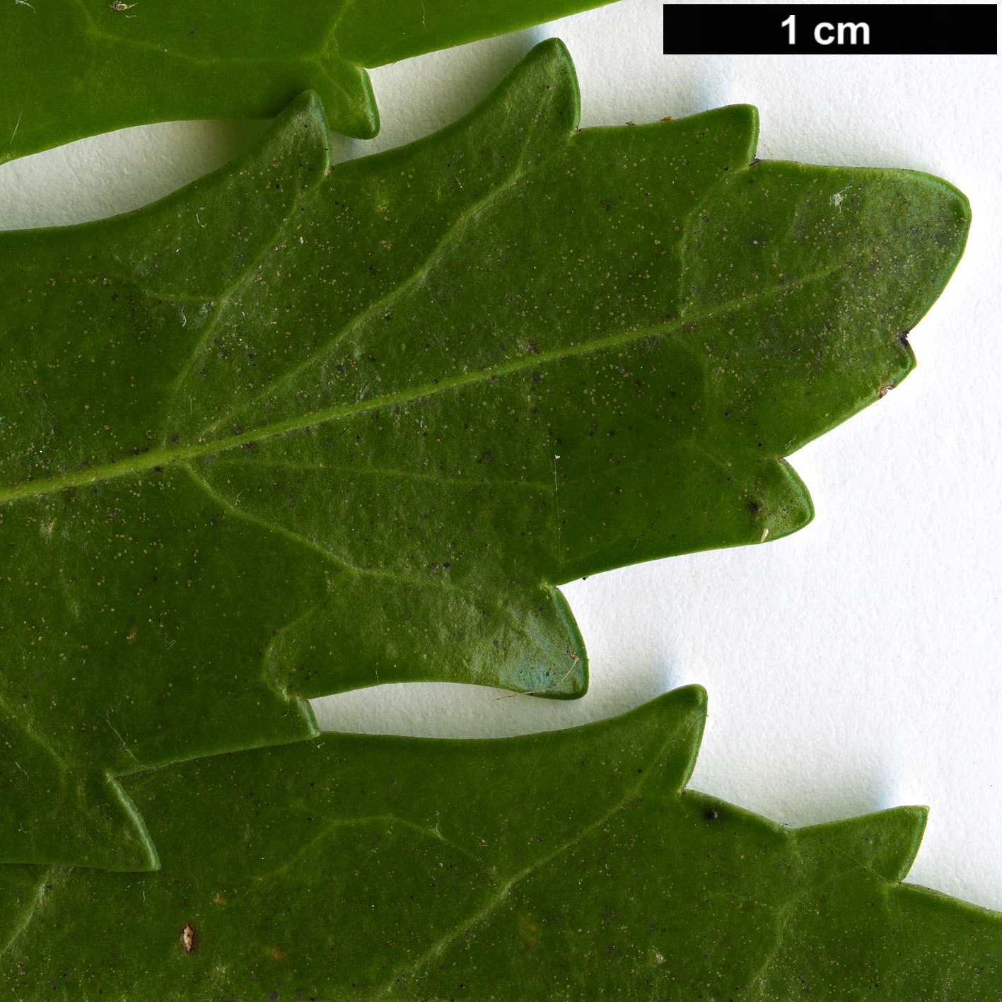 High resolution image: Family: Proteaceae - Genus: Cenarrhenes - Taxon: nitida