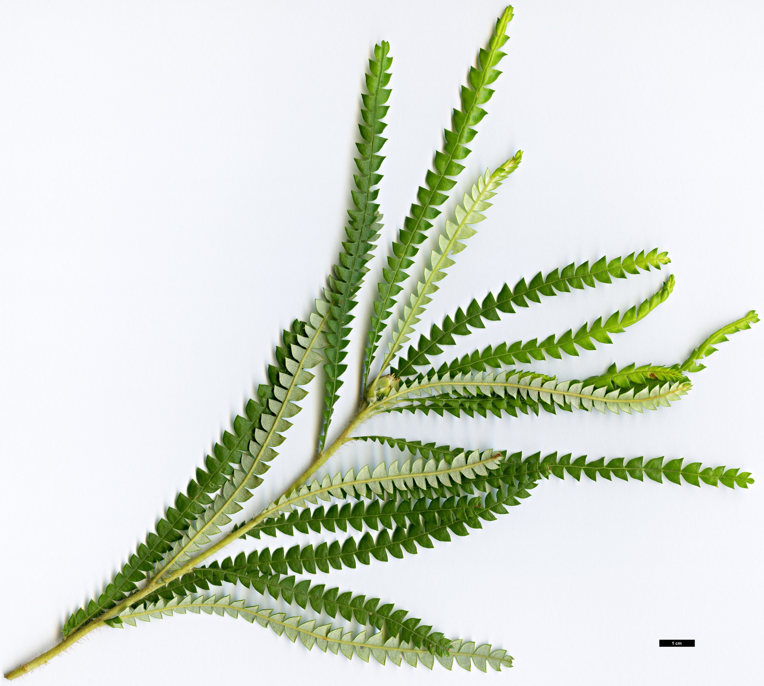 High resolution image: Family: Proteaceae - Genus: Dryandra - Taxon: formosa