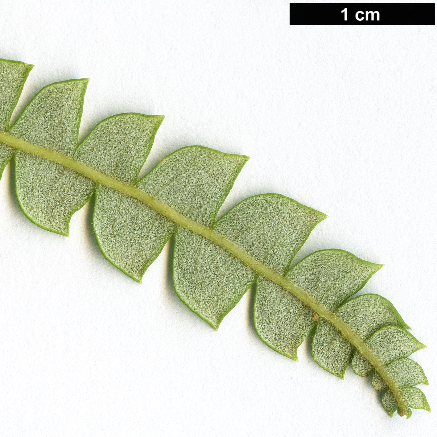 High resolution image: Family: Proteaceae - Genus: Dryandra - Taxon: formosa