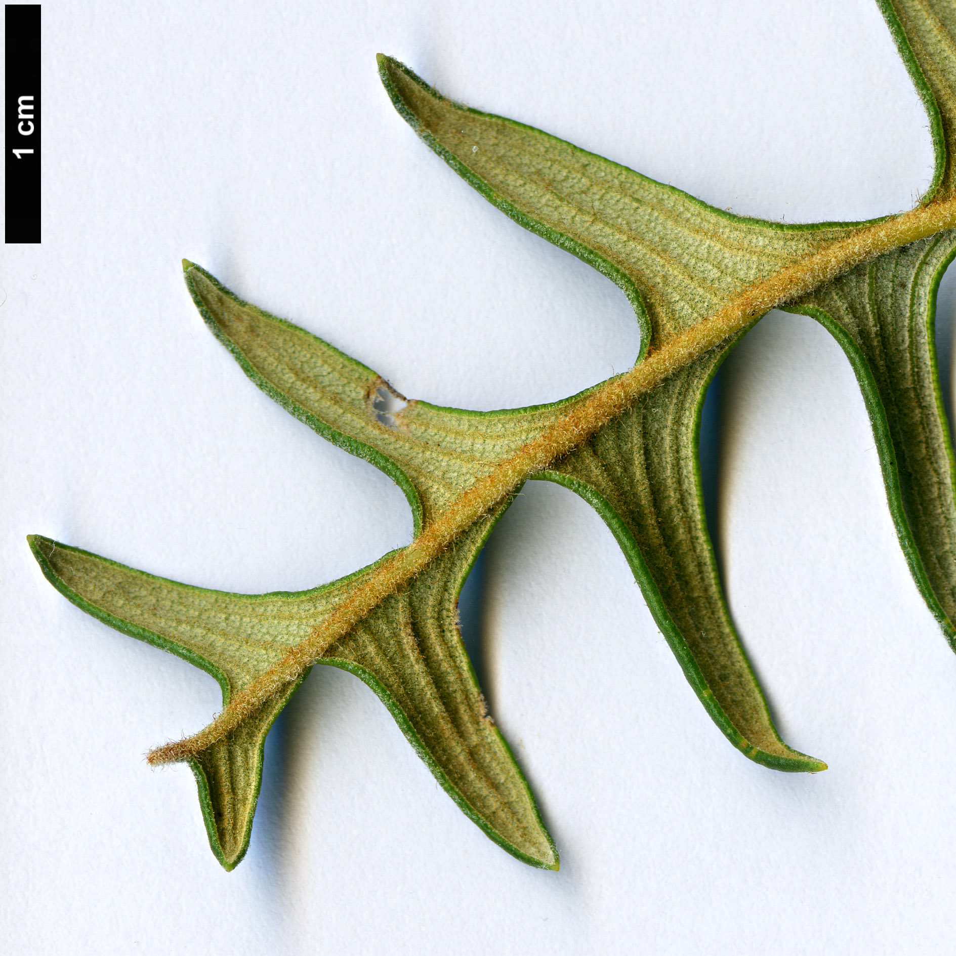 High resolution image: Family: Proteaceae - Genus: Dryandra - Taxon: nervosa