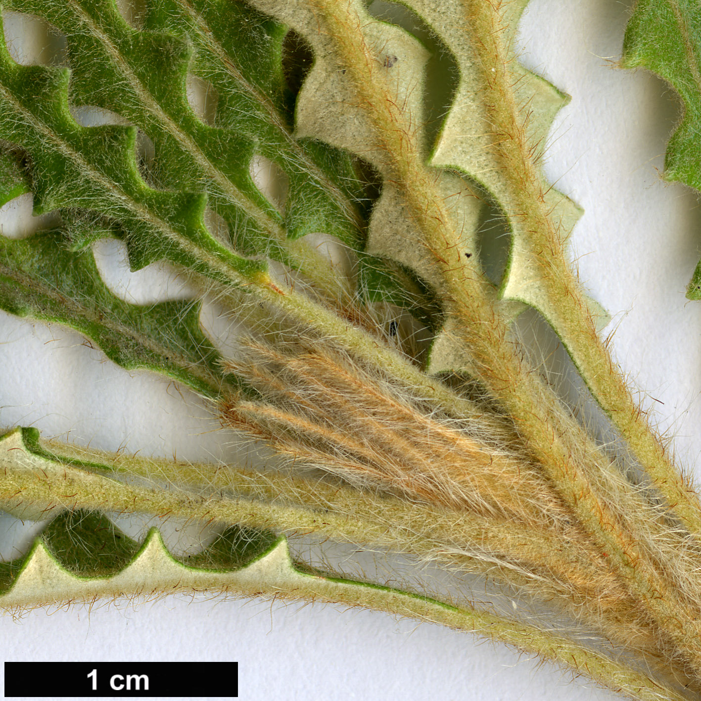 High resolution image: Family: Proteaceae - Genus: Dryandra - Taxon: plumosa