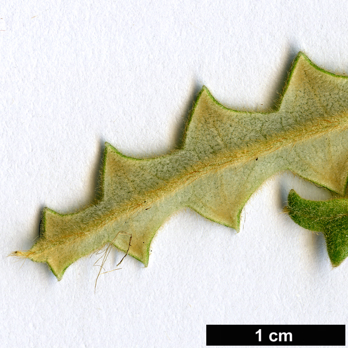 High resolution image: Family: Proteaceae - Genus: Dryandra - Taxon: plumosa