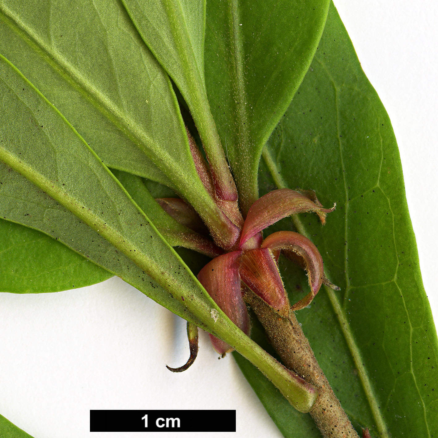 High resolution image: Family: Proteaceae - Genus: Embothrium - Taxon: coccineum