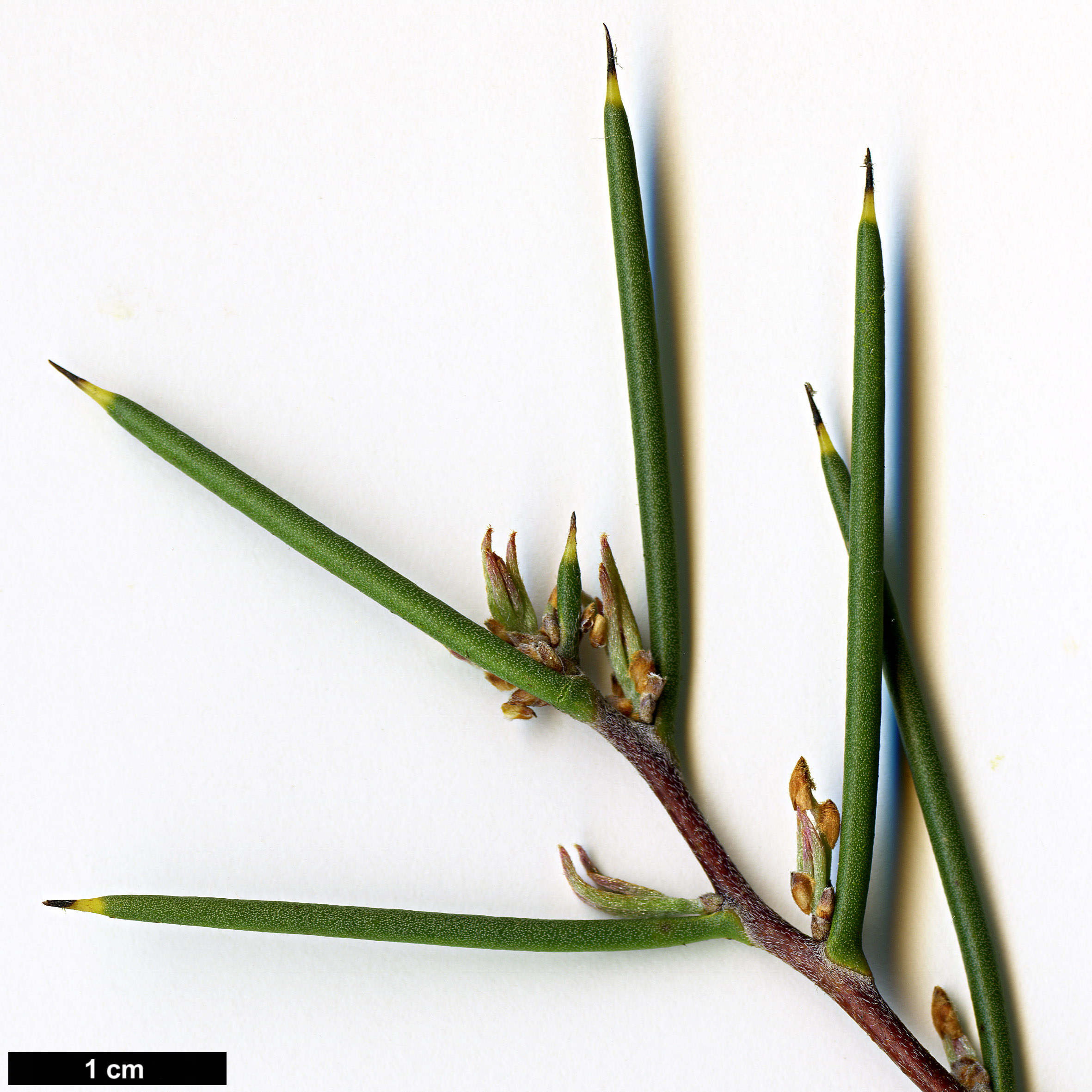 High resolution image: Family: Proteaceae - Genus: Hakea - Taxon: microcarpa