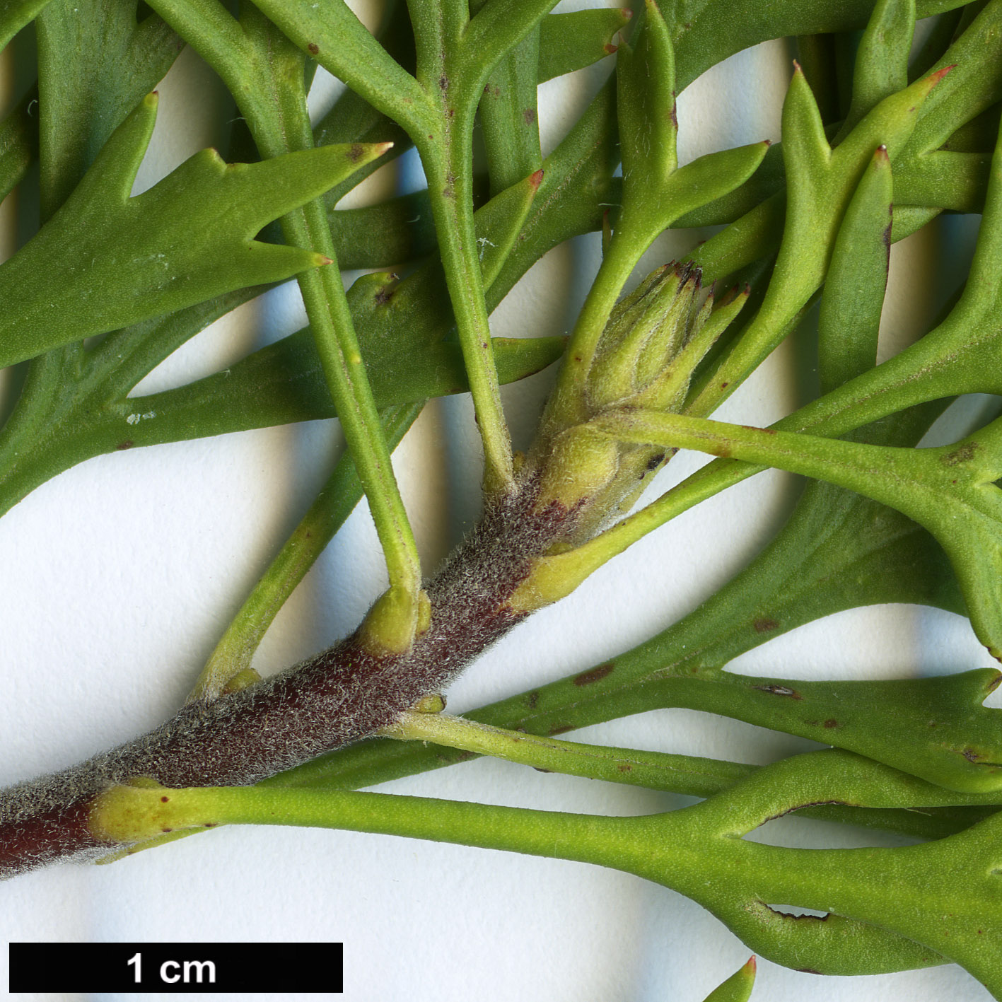 High resolution image: Family: Proteaceae - Genus: Isopogon - Taxon: anemonifolius