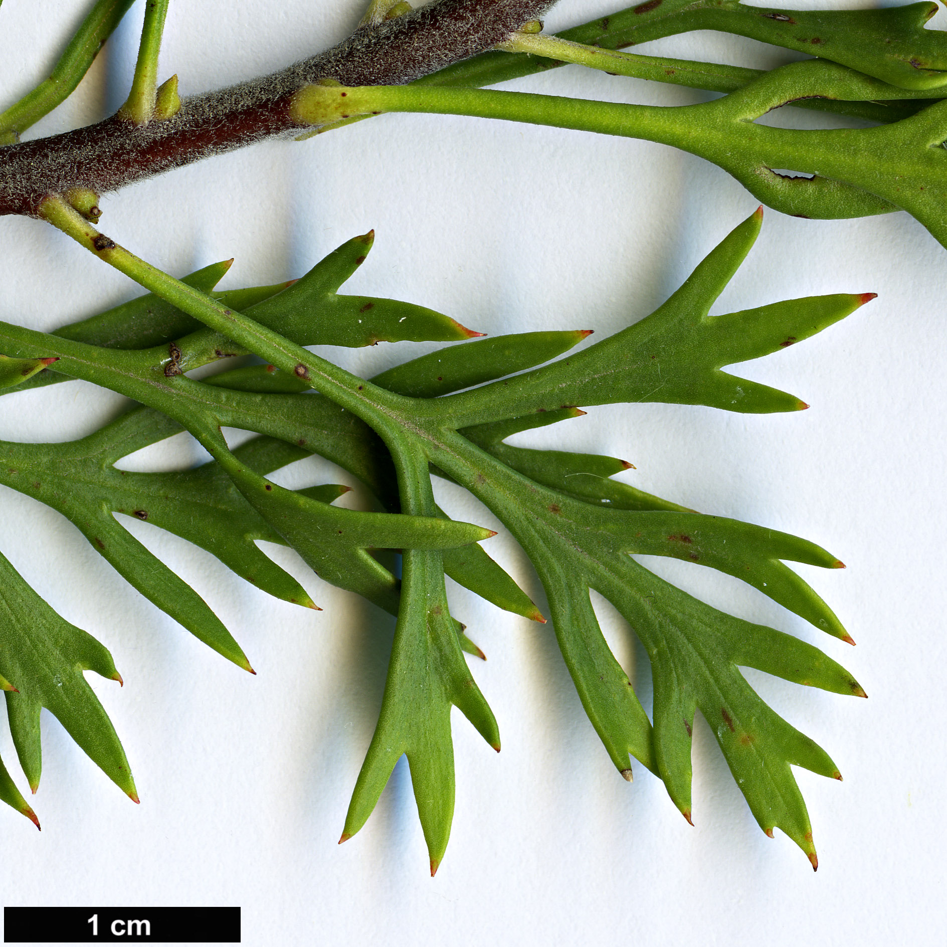 High resolution image: Family: Proteaceae - Genus: Isopogon - Taxon: anemonifolius