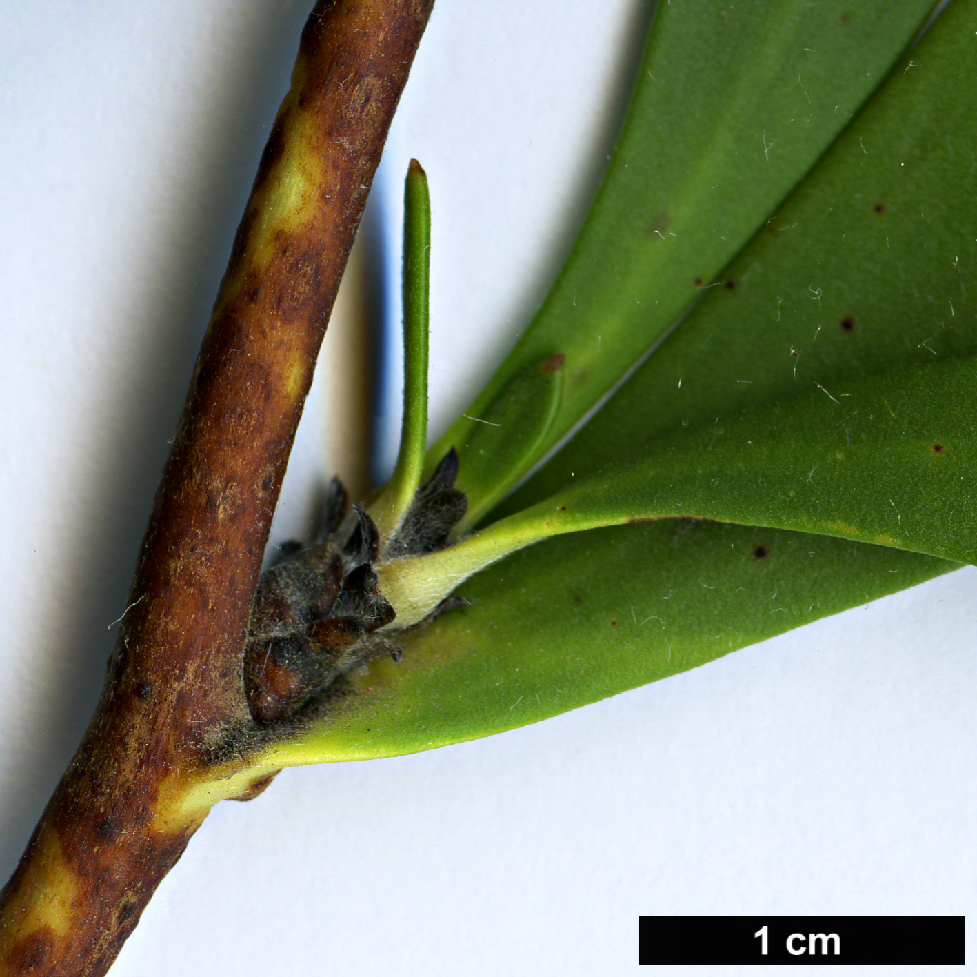 High resolution image: Family: Proteaceae - Genus: Isopogon - Taxon: cuneatus