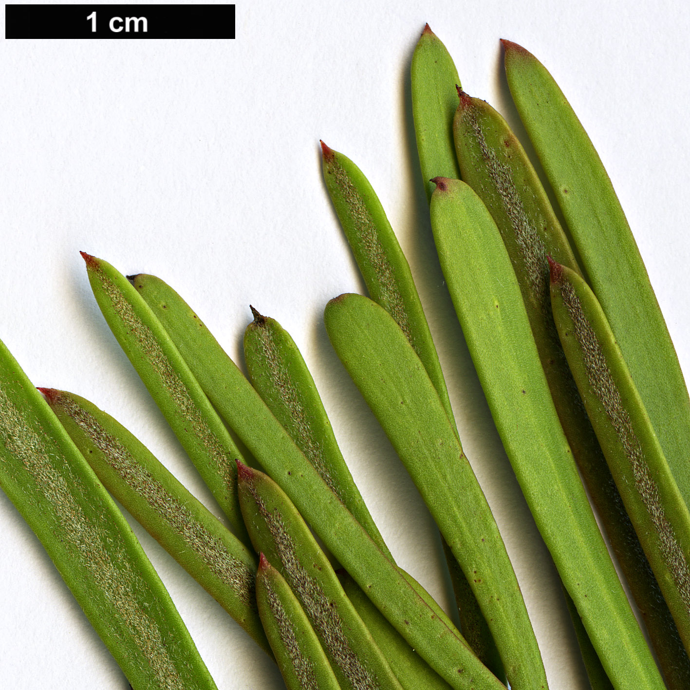High resolution image: Family: Proteaceae - Genus: Isopogon - Taxon: dawsonii