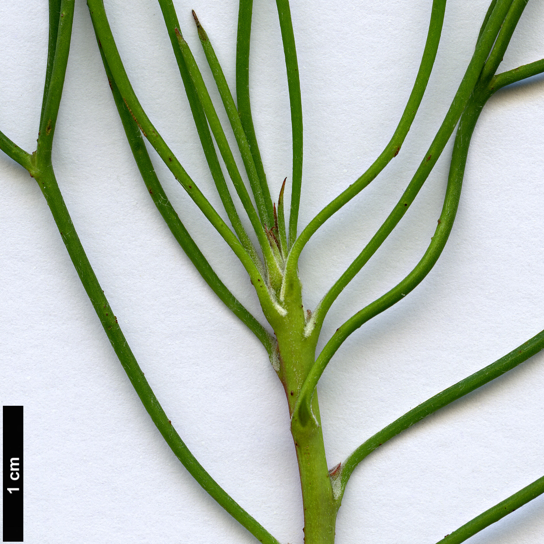 High resolution image: Family: Proteaceae - Genus: Isopogon - Taxon: divergens