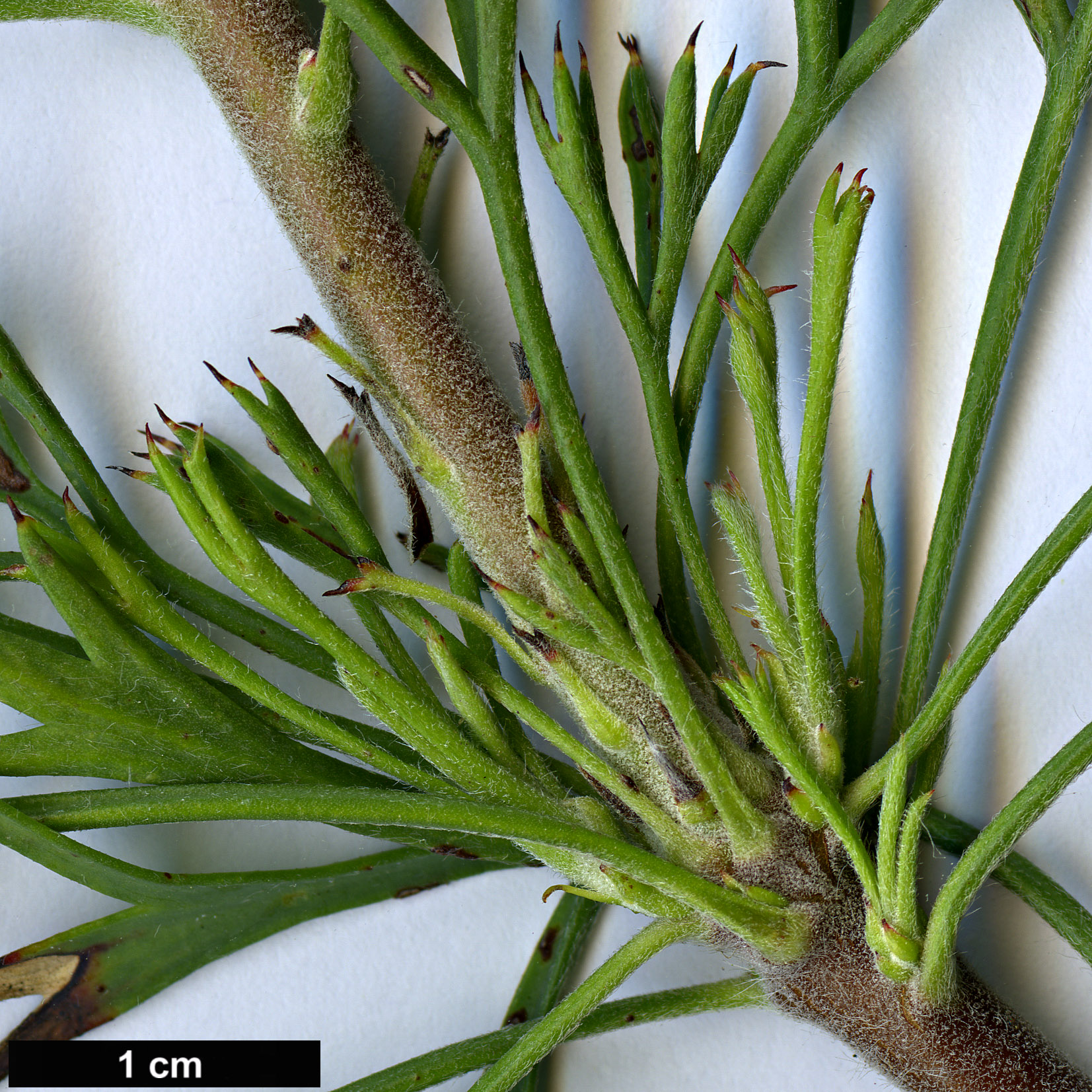 High resolution image: Family: Proteaceae - Genus: Isopogon - Taxon: dubius