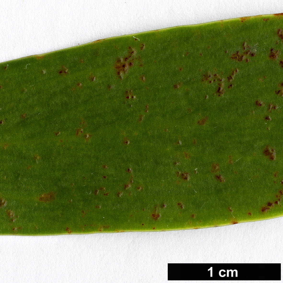 High resolution image: Family: Proteaceae - Genus: Isopogon - Taxon: fletcheri
