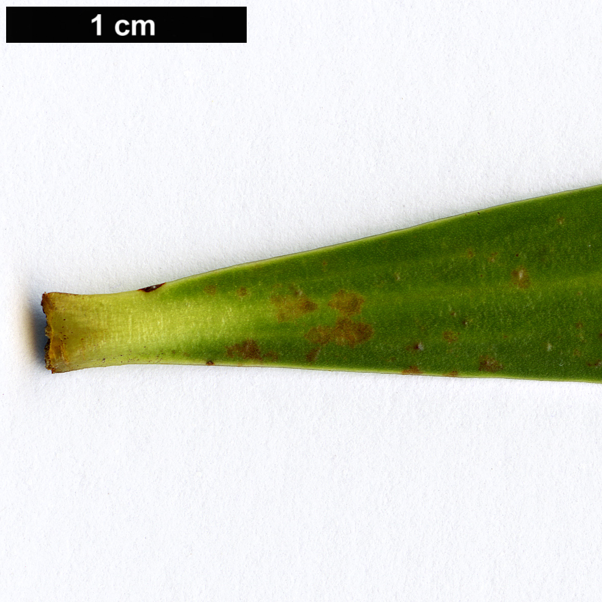 High resolution image: Family: Proteaceae - Genus: Isopogon - Taxon: fletcheri