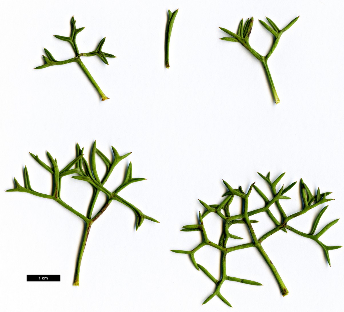 High resolution image: Family: Proteaceae - Genus: Isopogon - Taxon: formosus